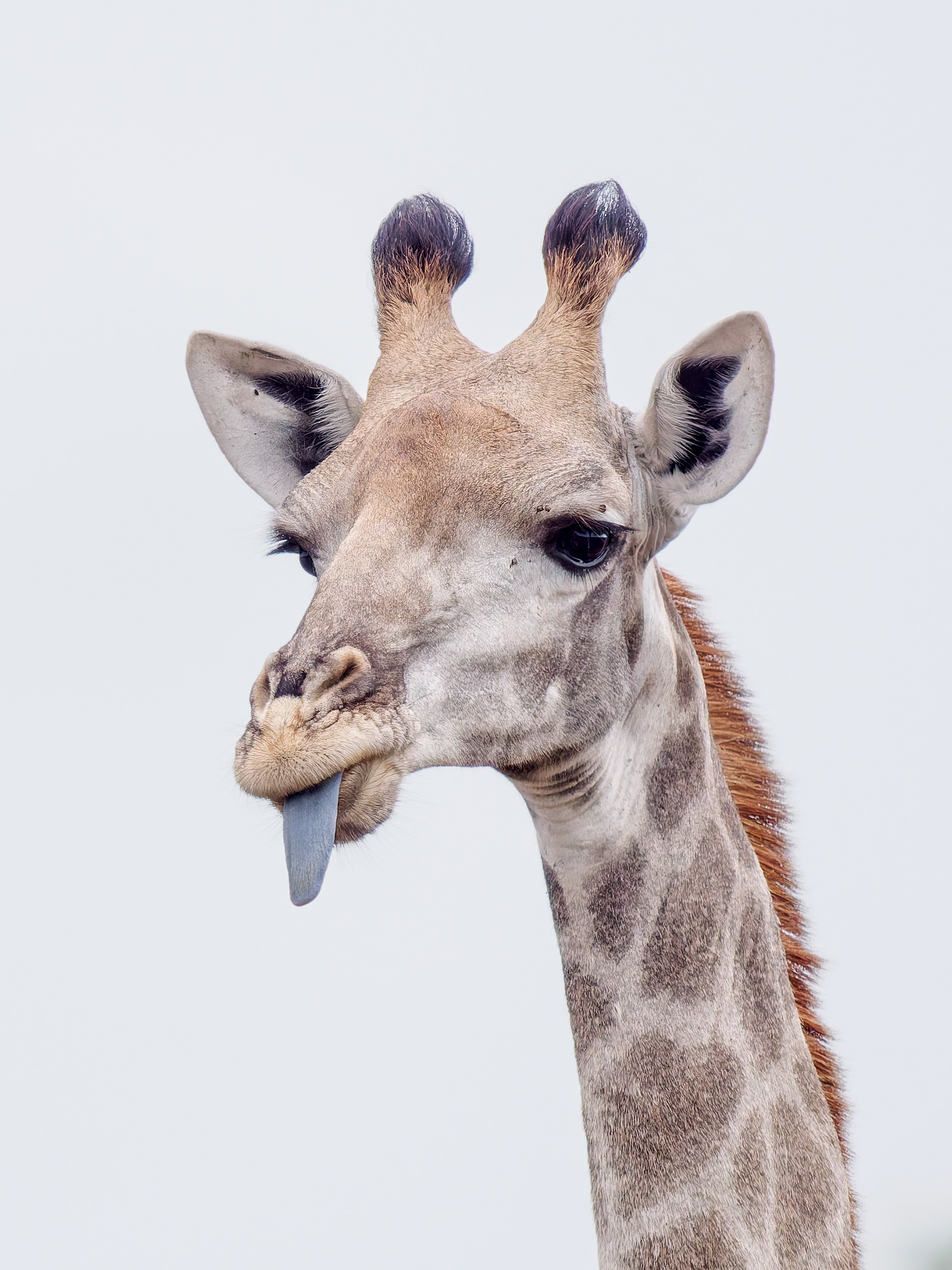 Blue Tongue of Giraffe
