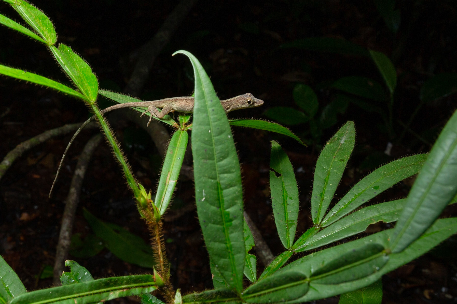 Slender Anole at night
