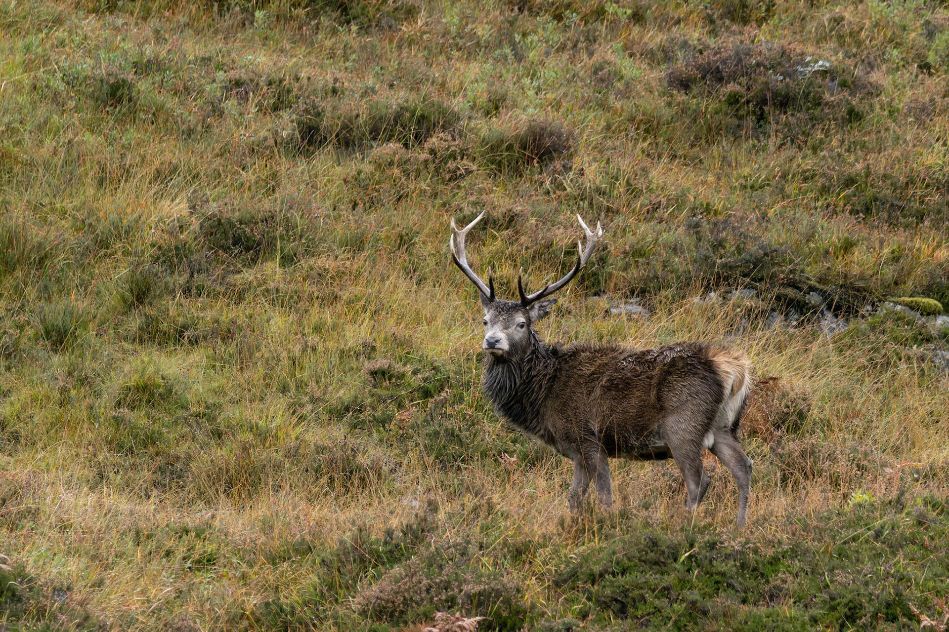 Red Deer Stag