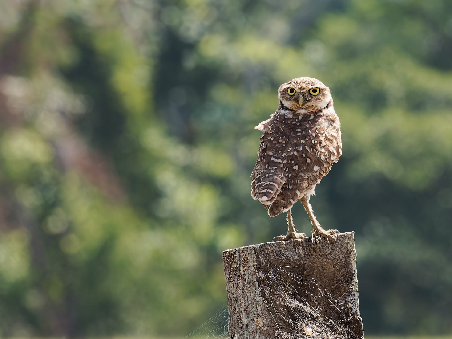 Burrowing Owl