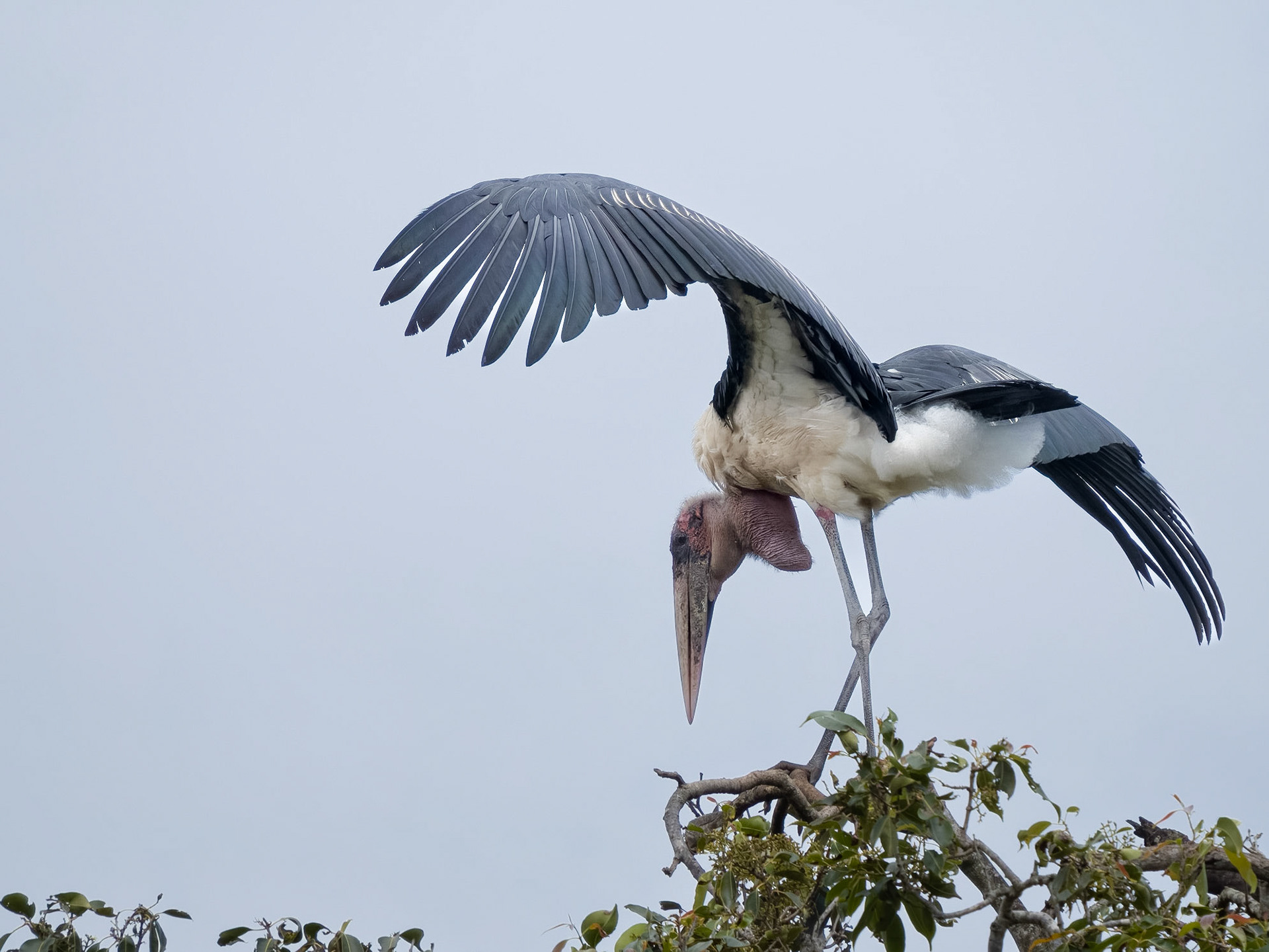 Marabou Stork