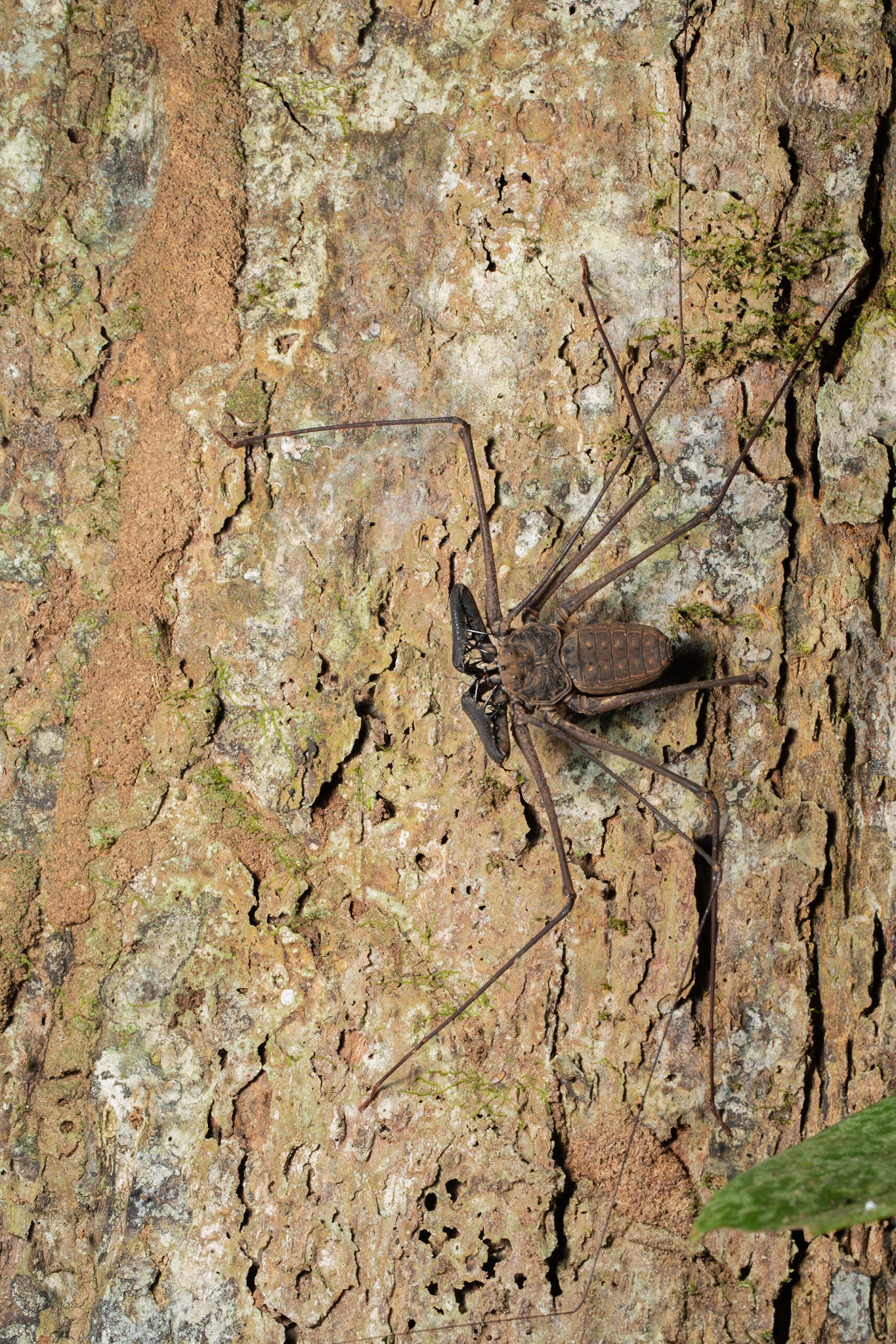 Tailless Whip Scorpion (Heterophrynus alphas)