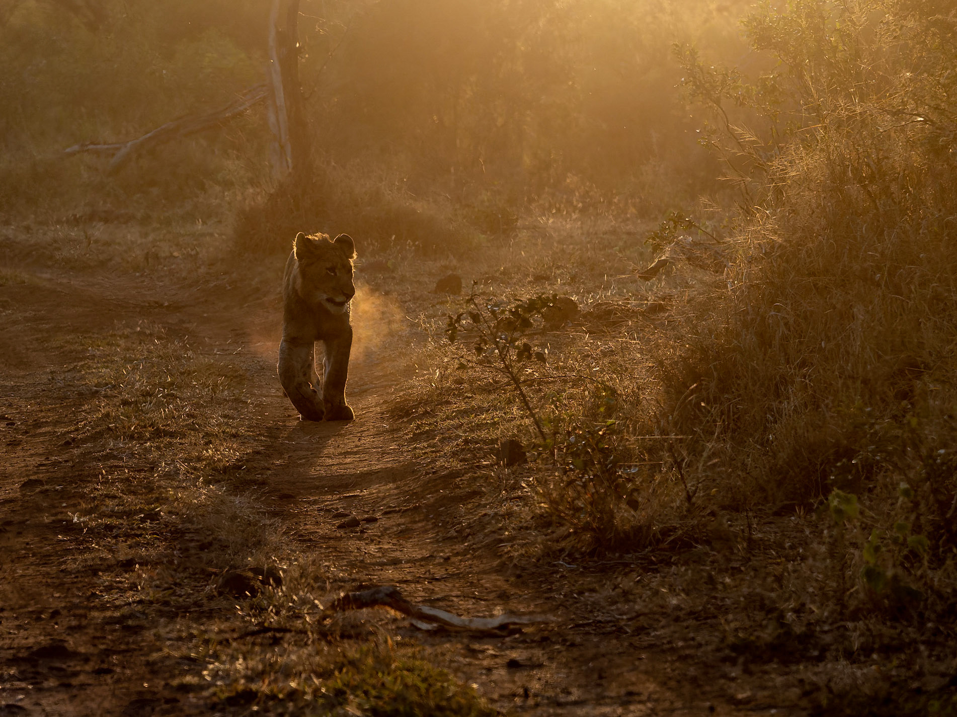 Lion cub at sunset