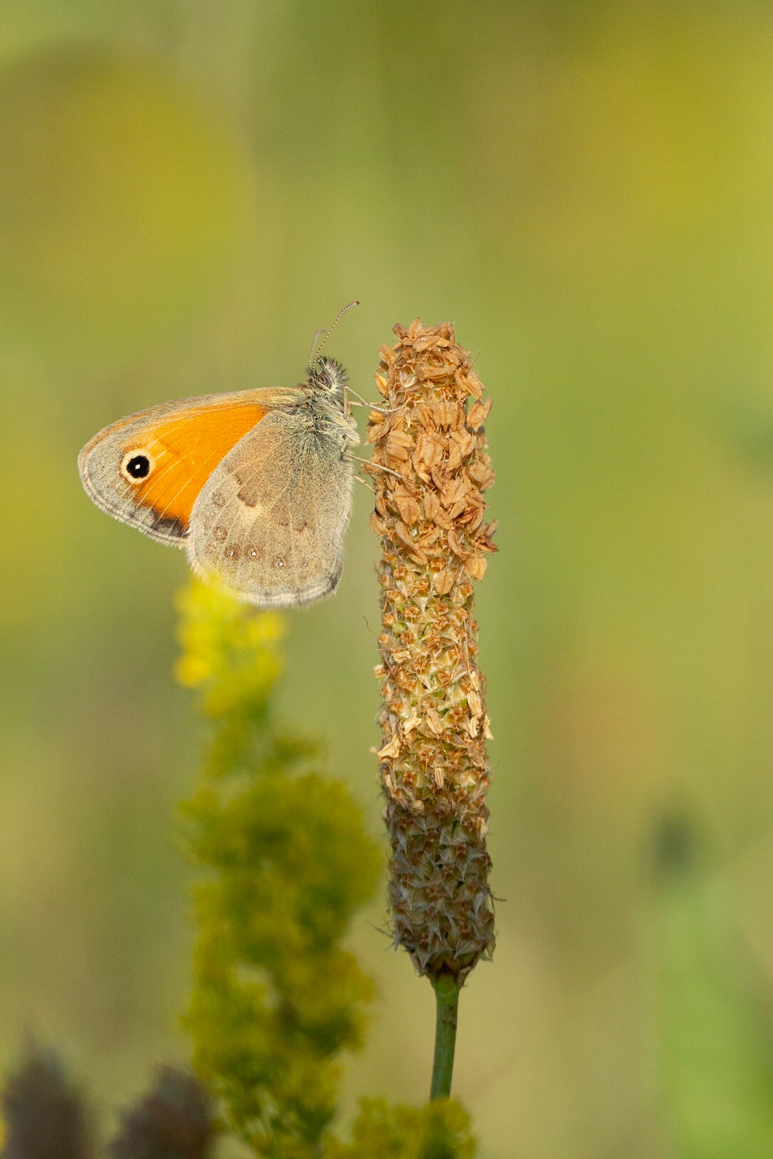 Small Heath
