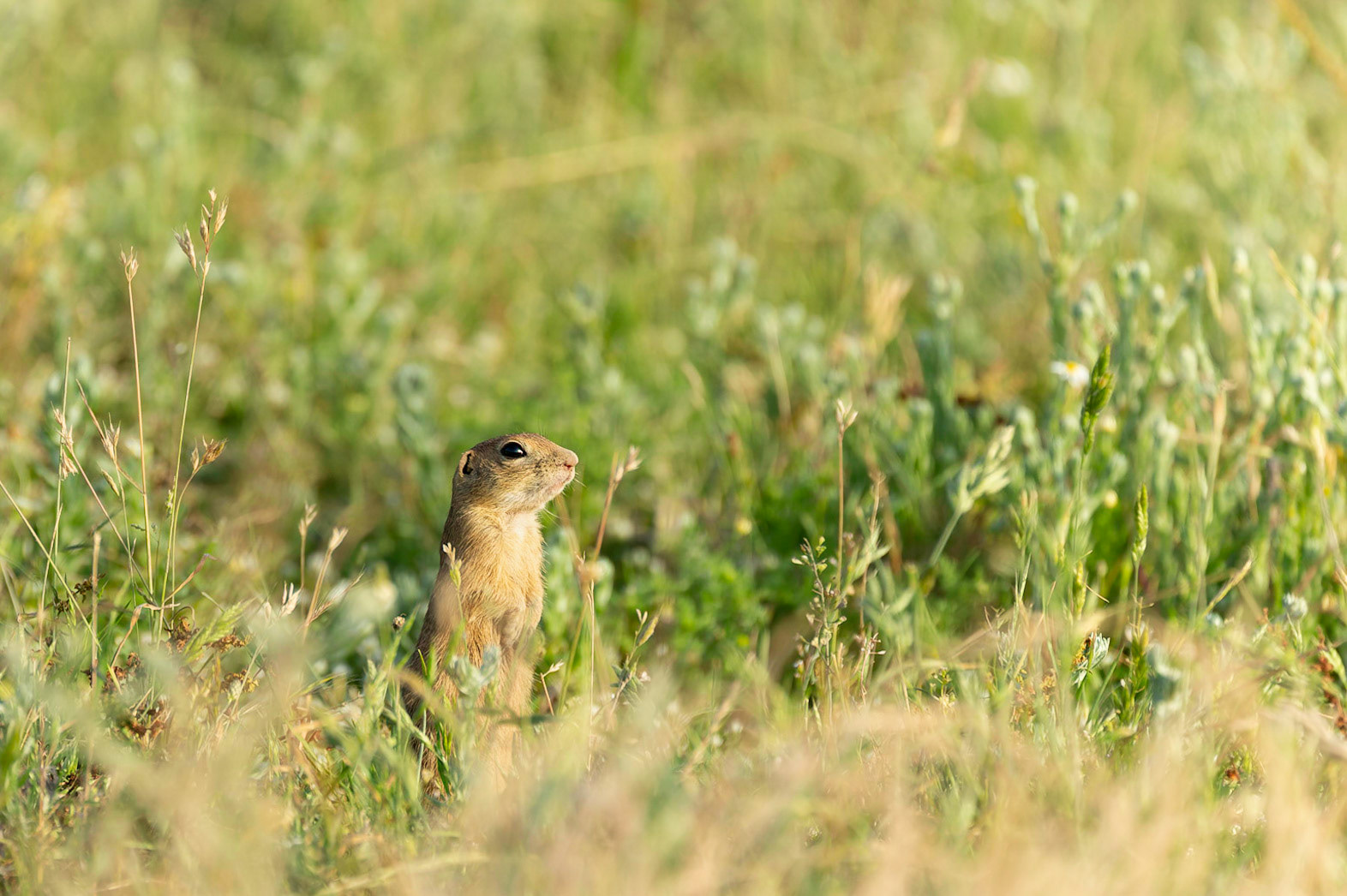 European Ground Squirrel aka European Souslik