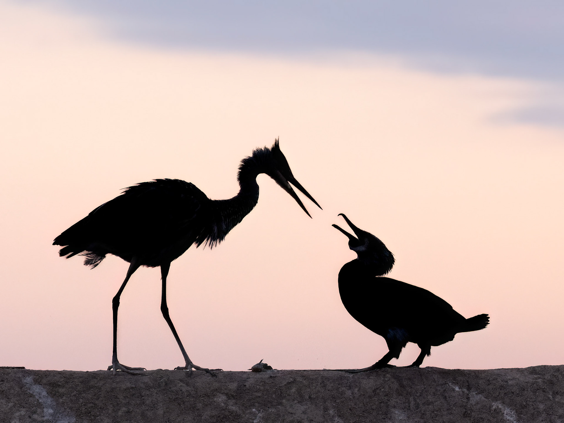Grey Heron versus Great Cormorant