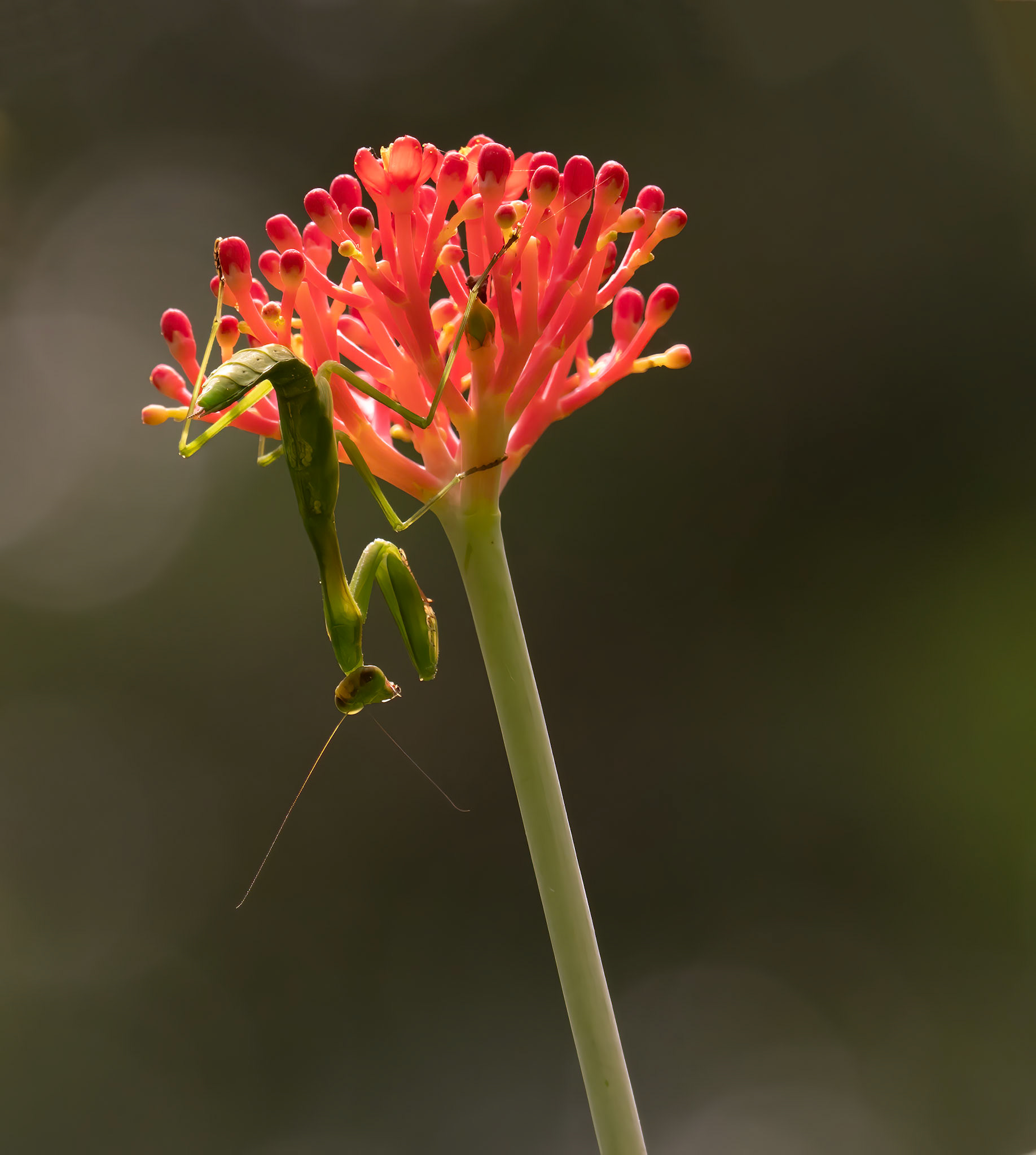 Praying Mantis on flower