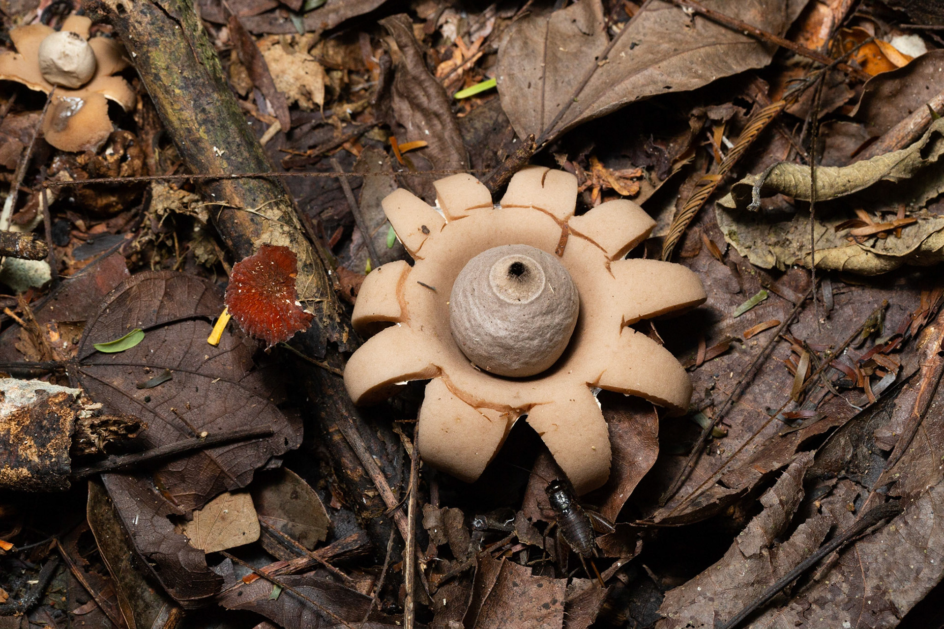 Earth Star fungi (Geastraceae)