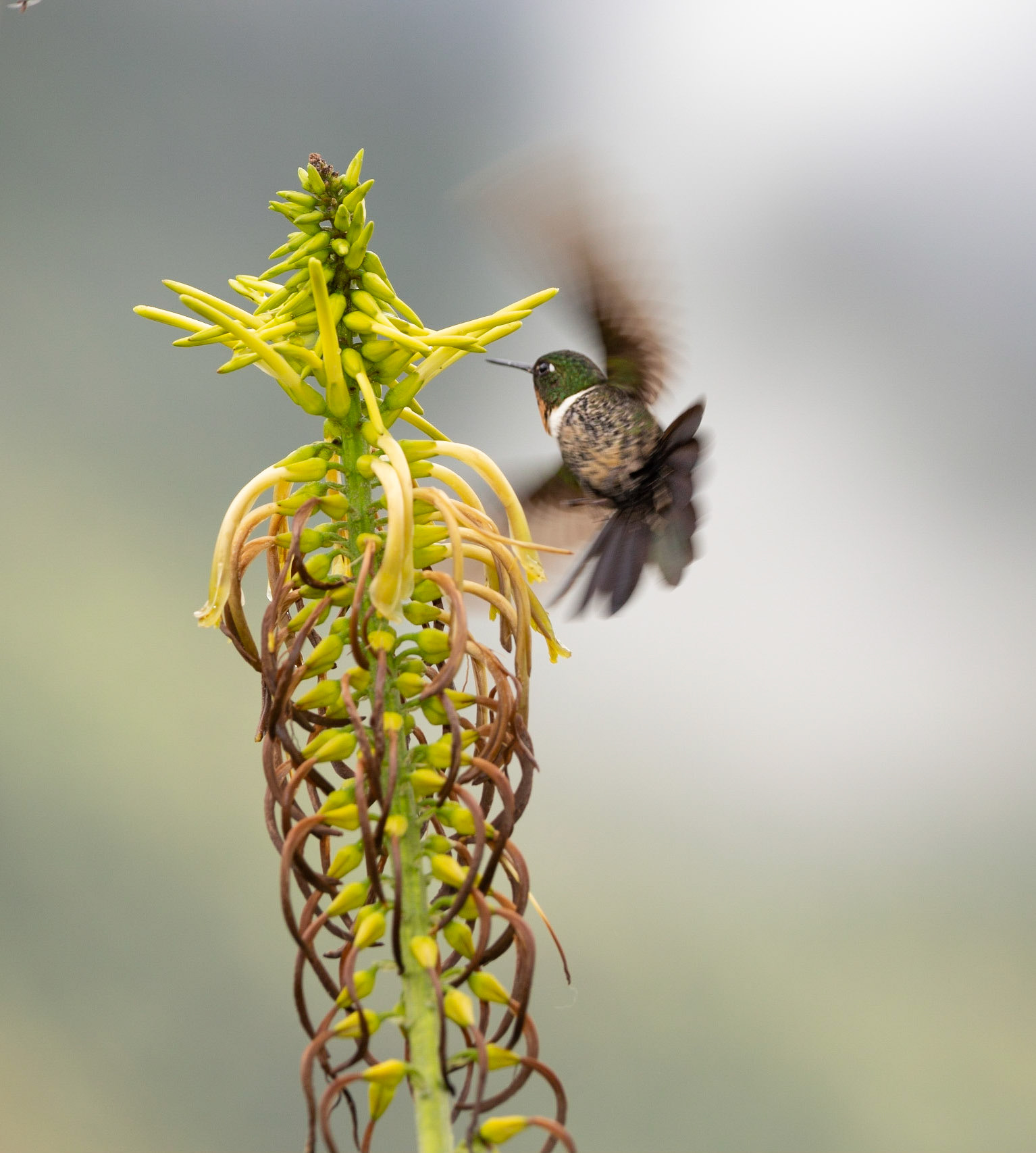 High Altitude Hummingbird Woodstar?