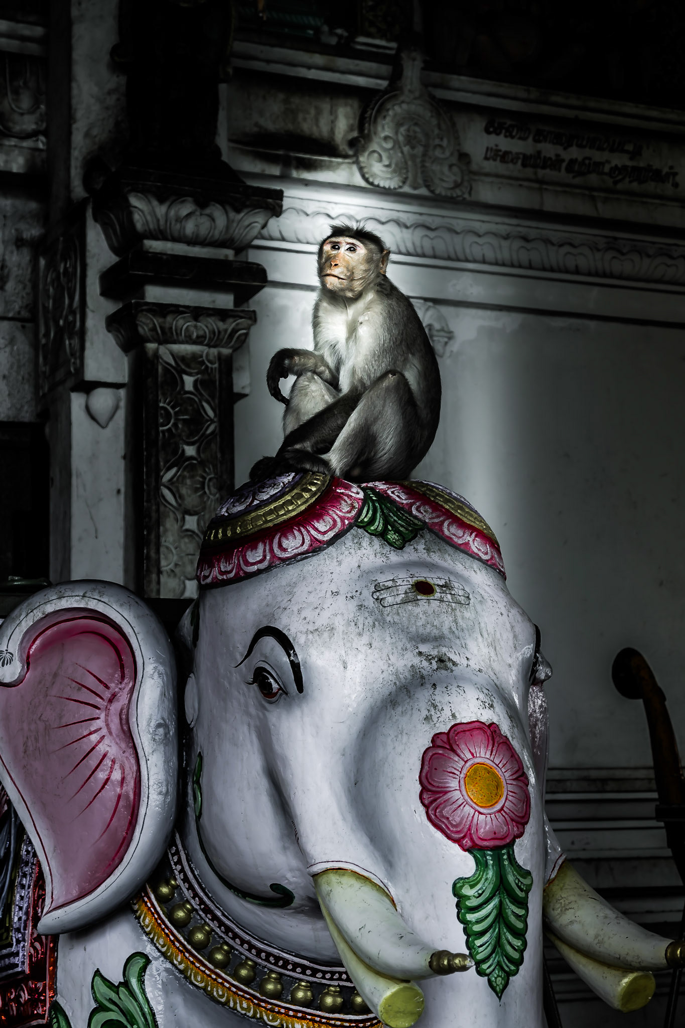 Monkey in Temple