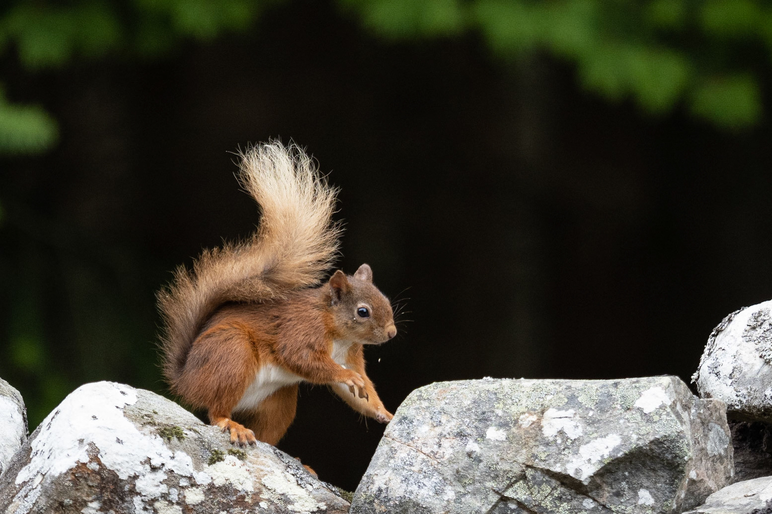 Red Squirrel
