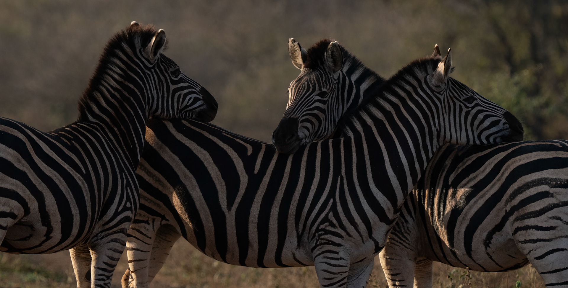 Backlit zebras