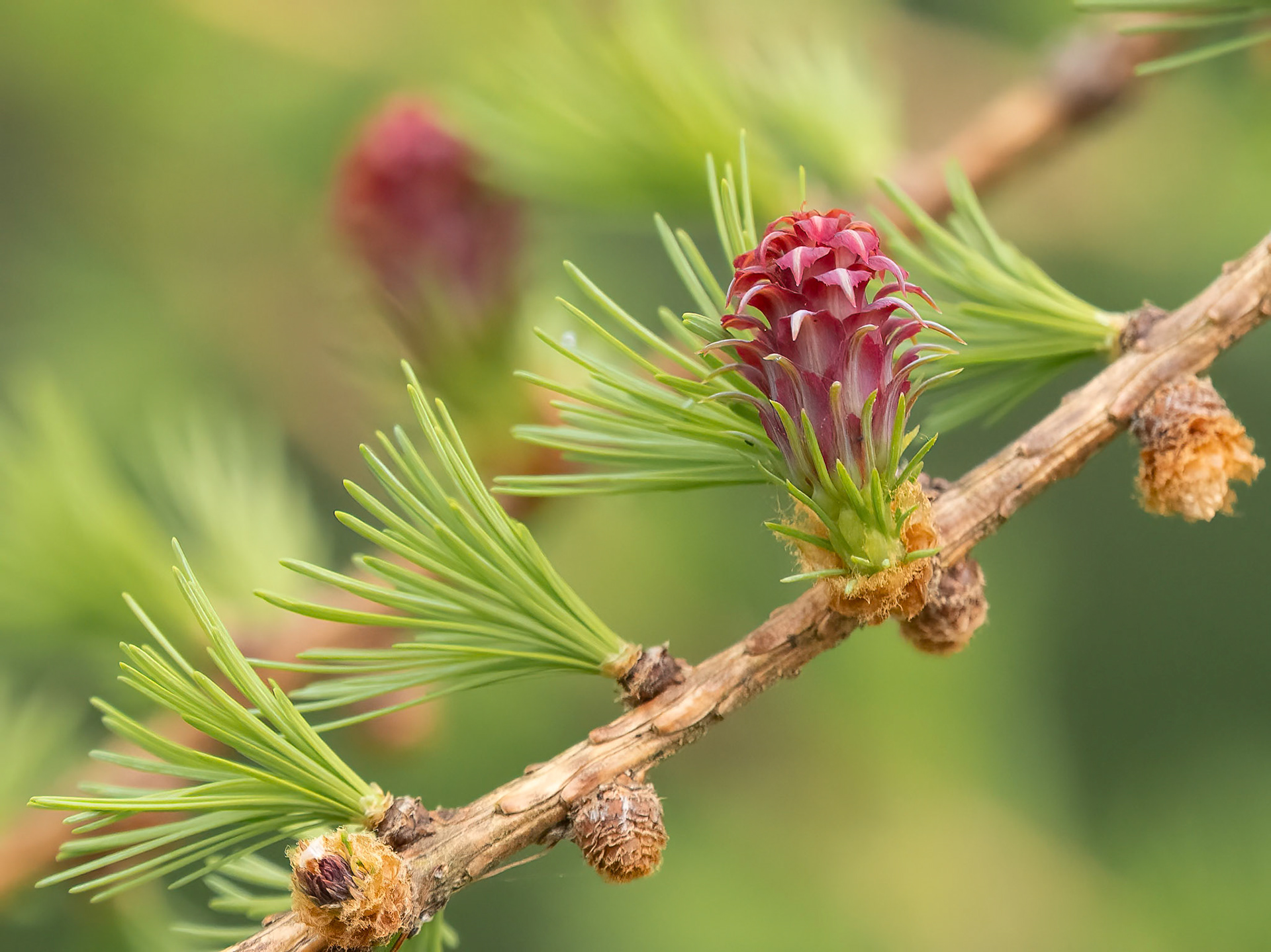 Flower of Larch Tree