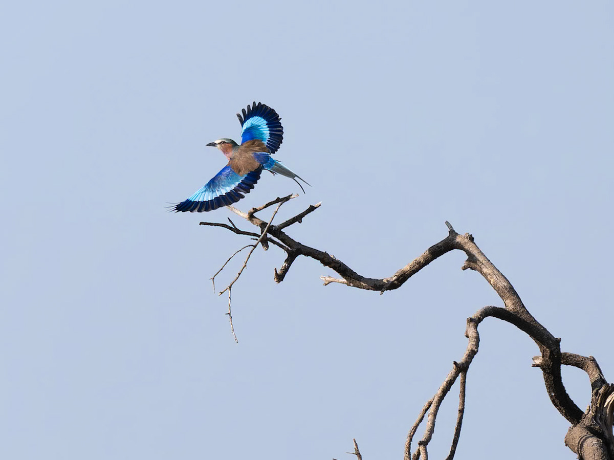 Lilac Breasted Roller