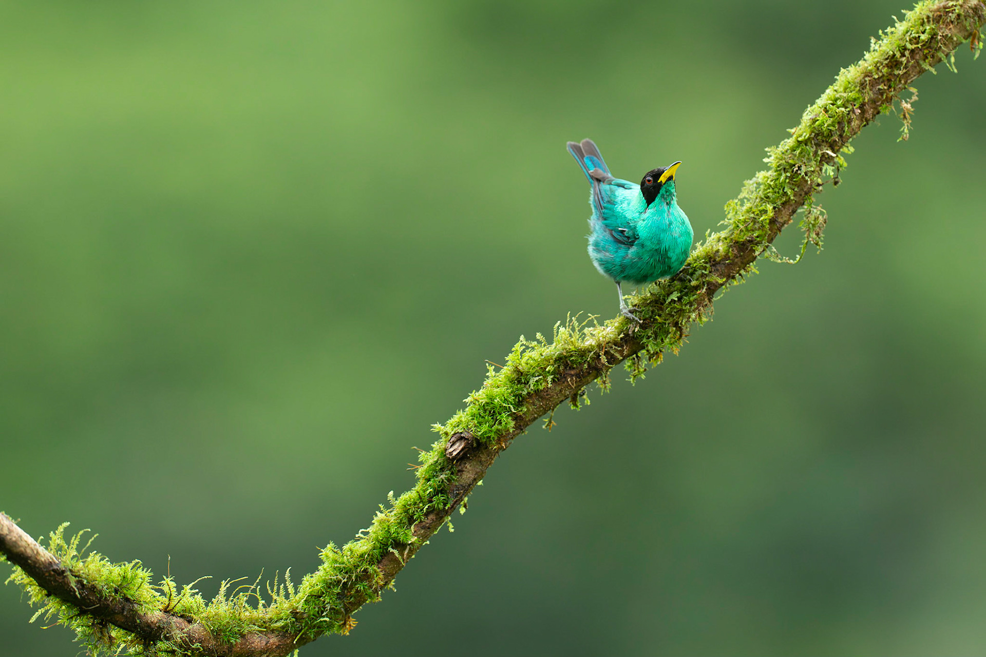 Male Green Honeycreeper (Chlorophanes spies)