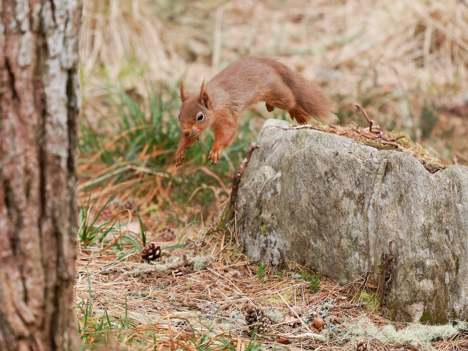 Red Squirrel