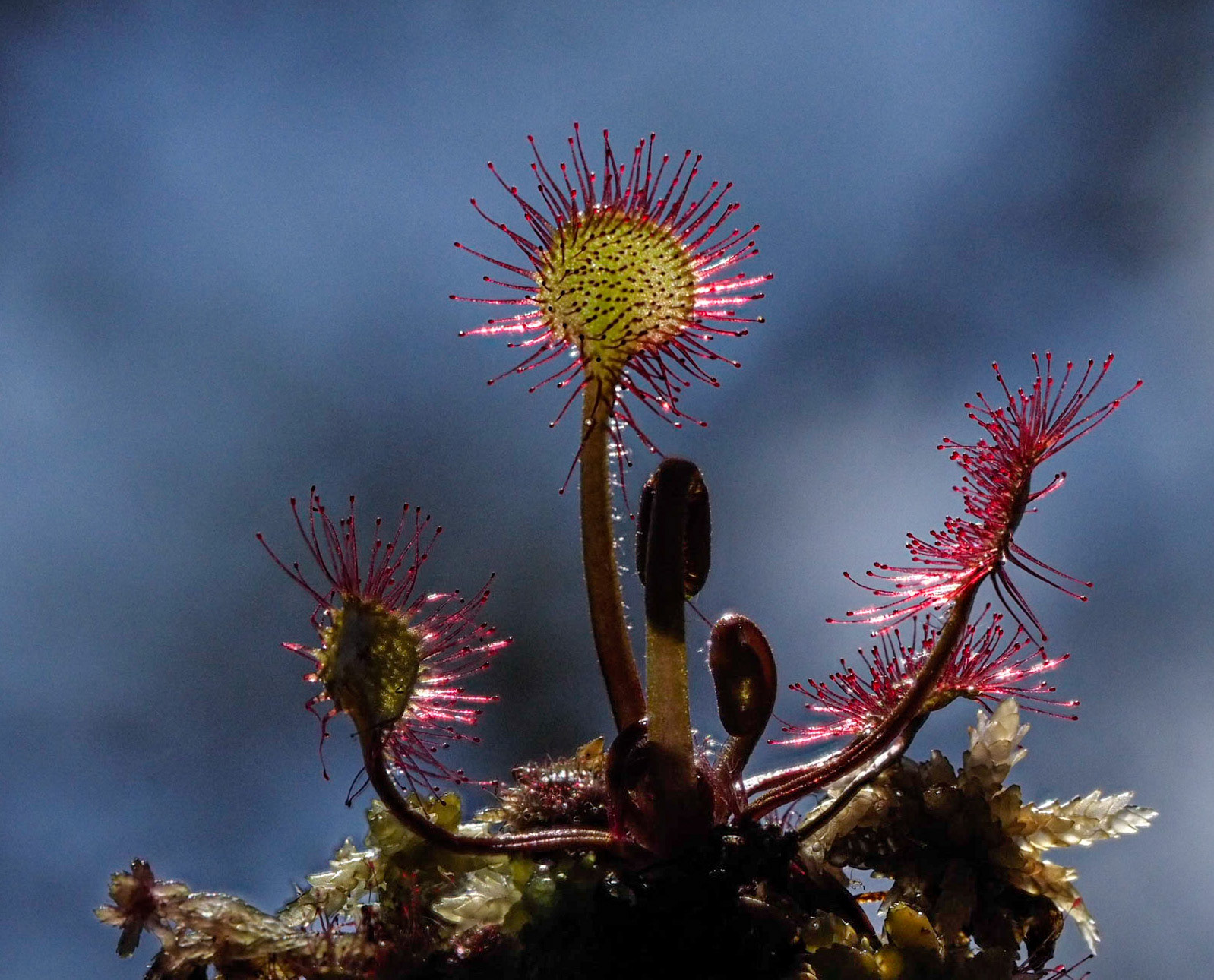 Sundew