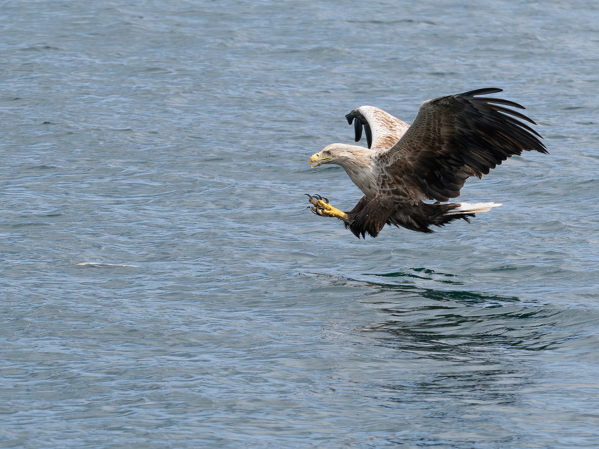 White tailed Sea Eagle - Haliaeetus albicilla