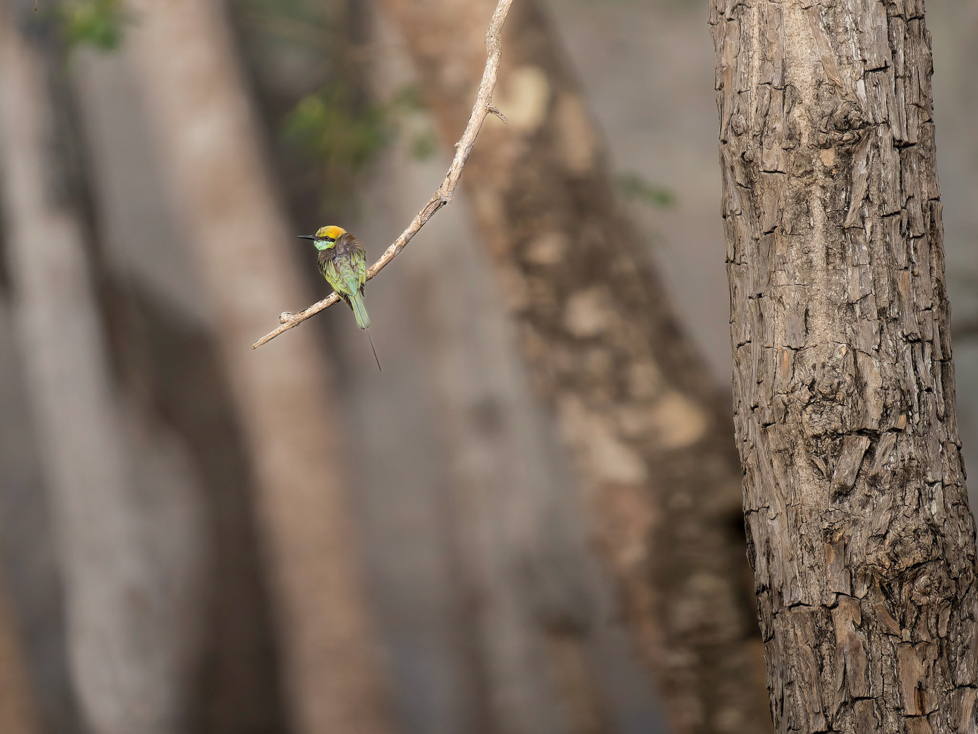 Green Bee- Eater