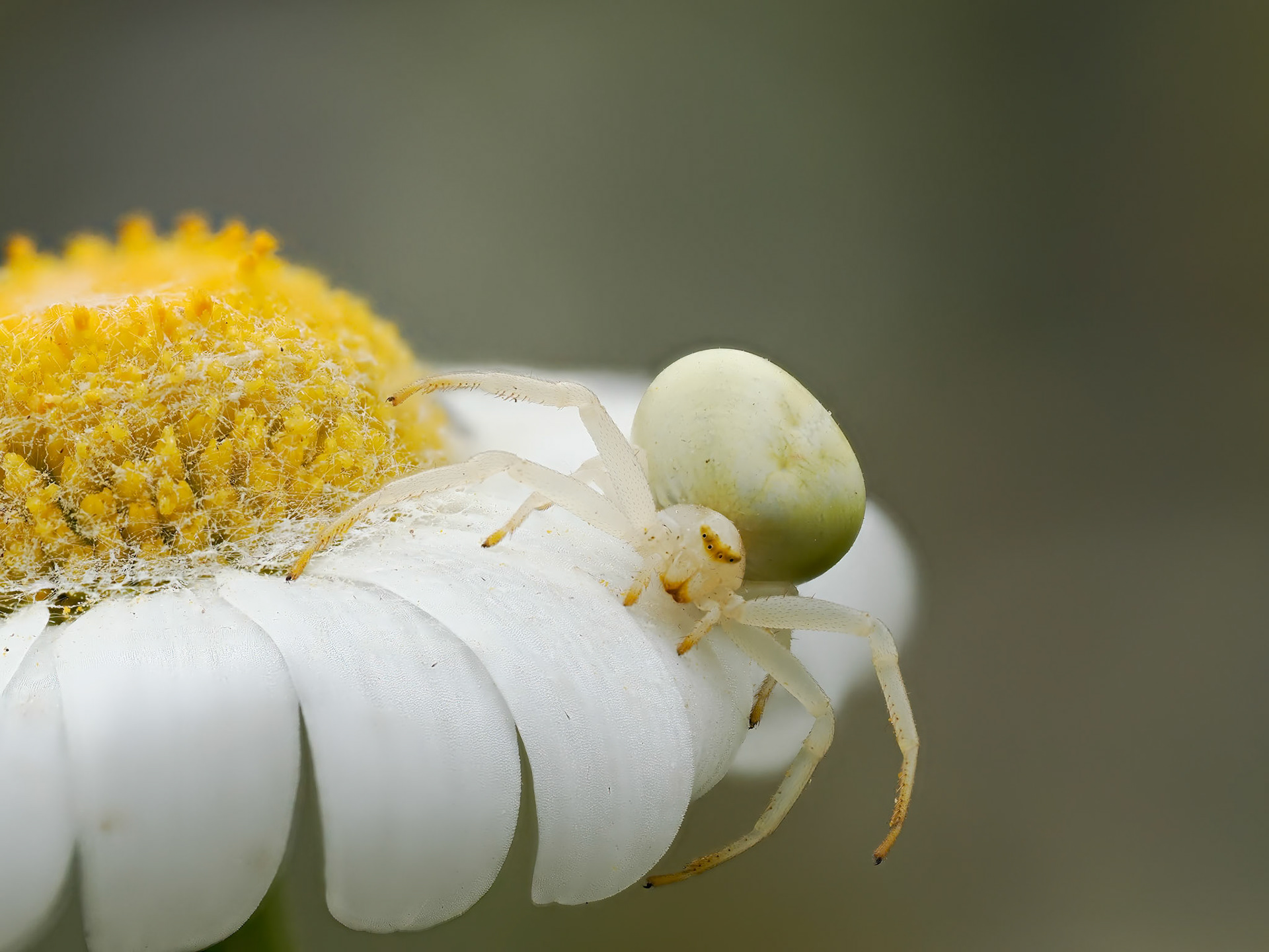 Crab Spider on Oxeye Daisy