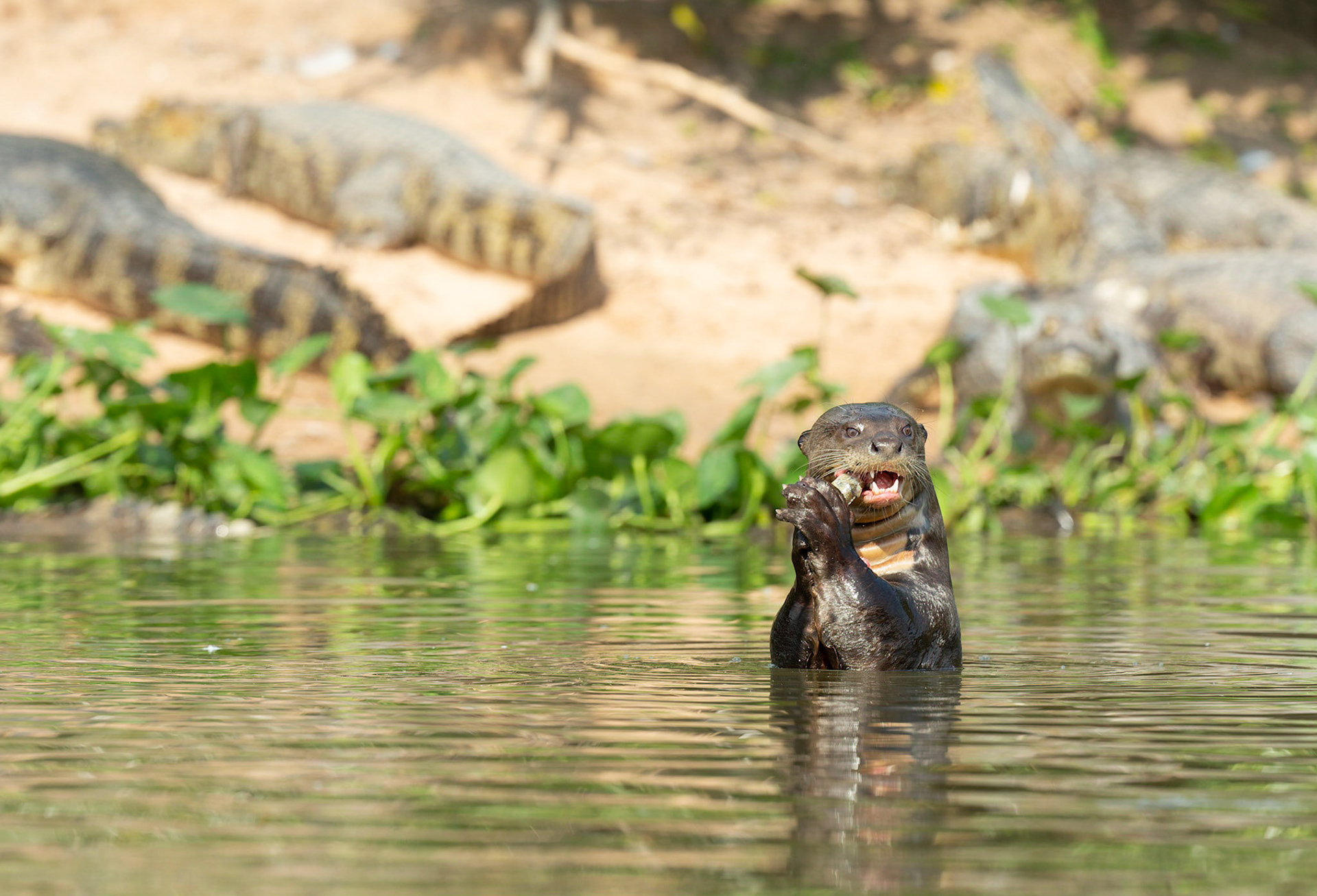 Giant River Otter with fish
