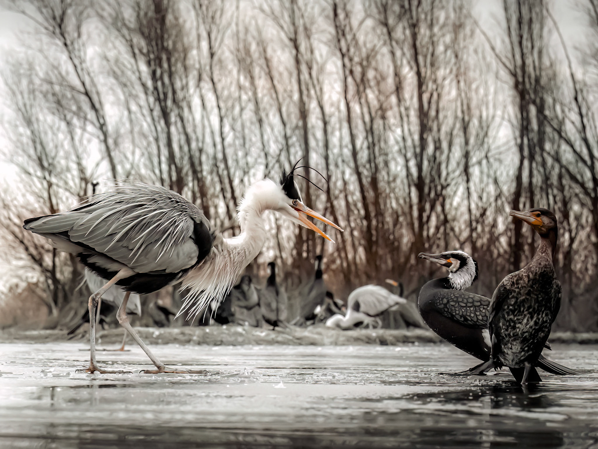 Grey Heron and male and female Great cormorants
