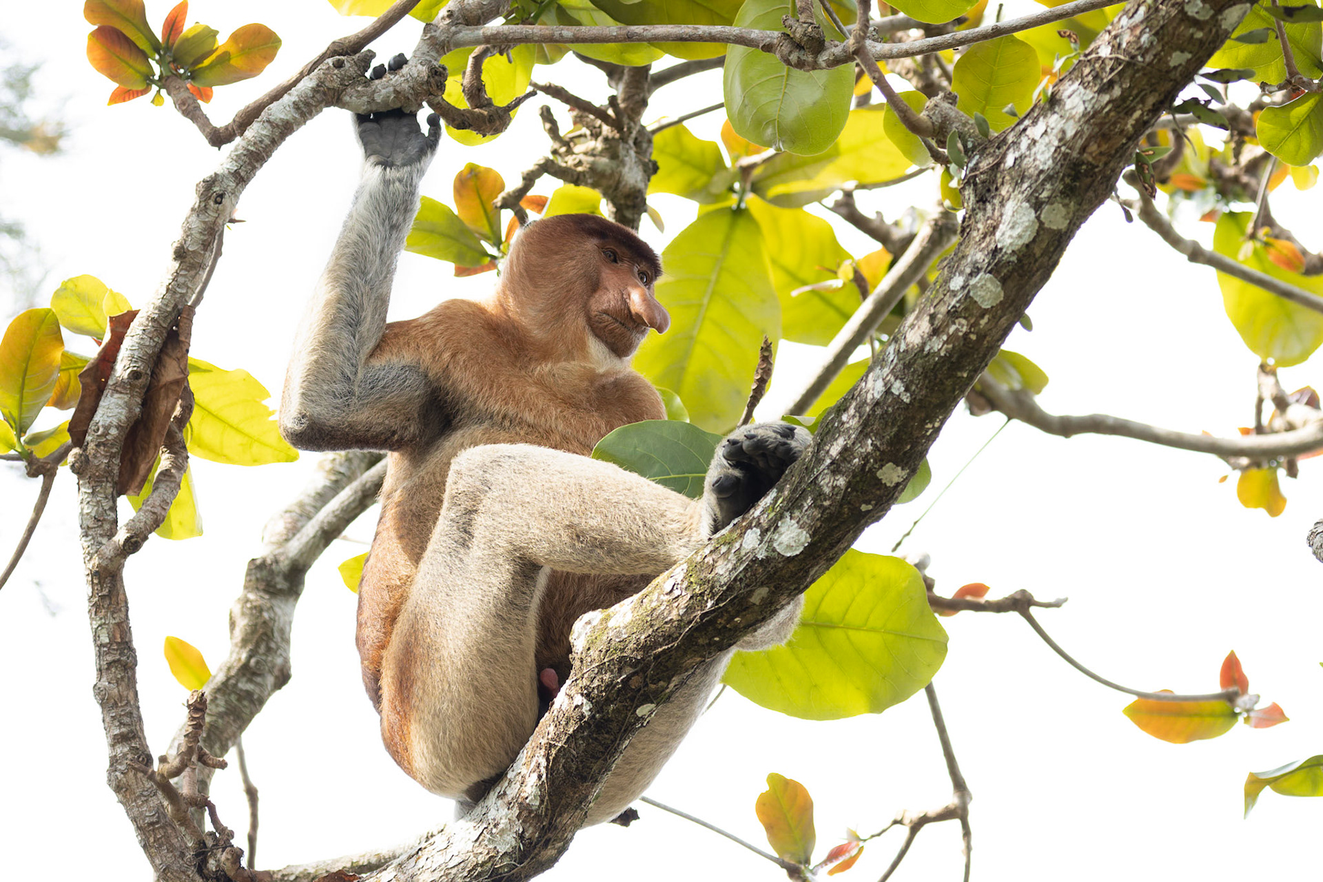 Male Proboscis monkey (Nasalis larvatus)