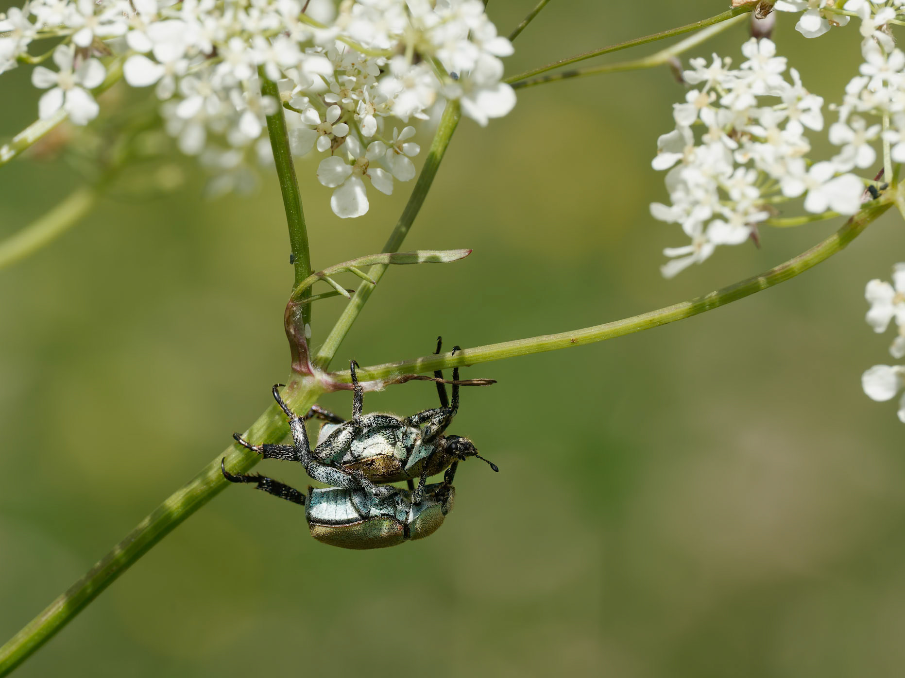 Chafer Beetles mating