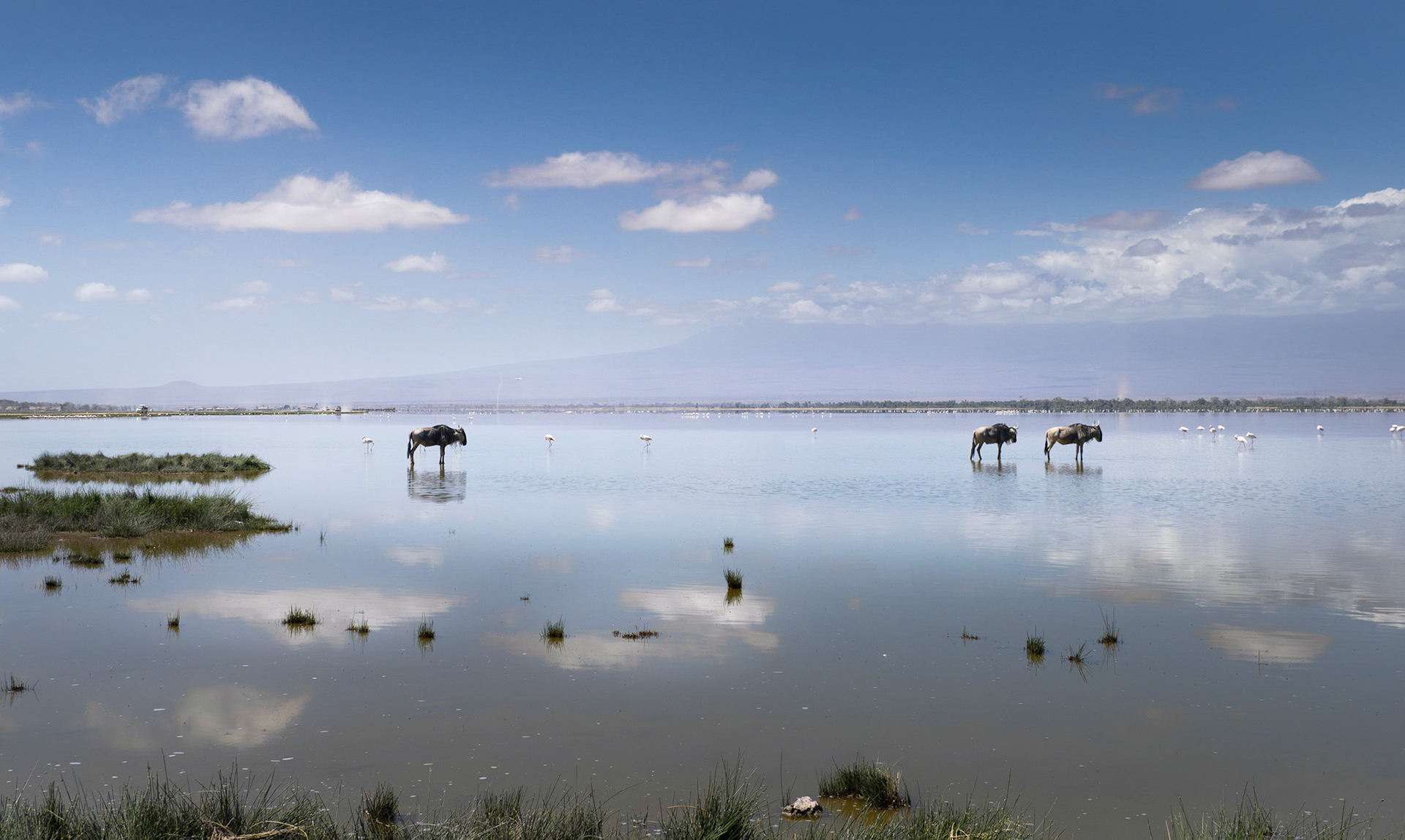 Wildebeest standing in the lake