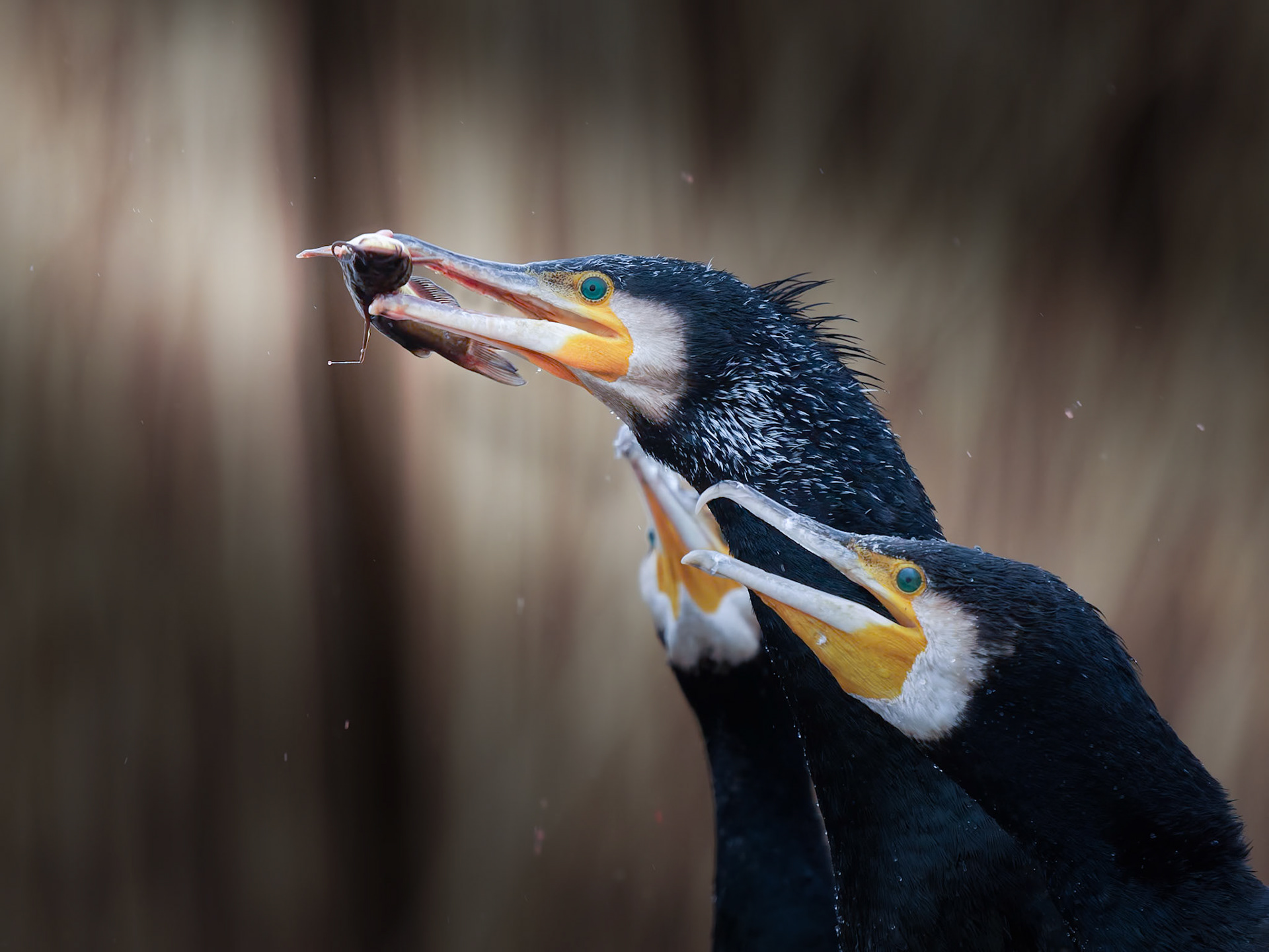 Cormorants