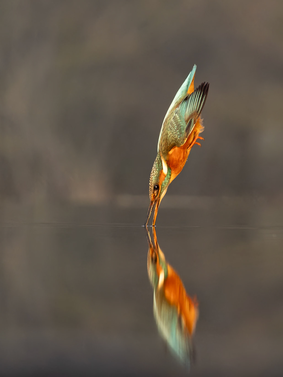 Diving Kingfisher