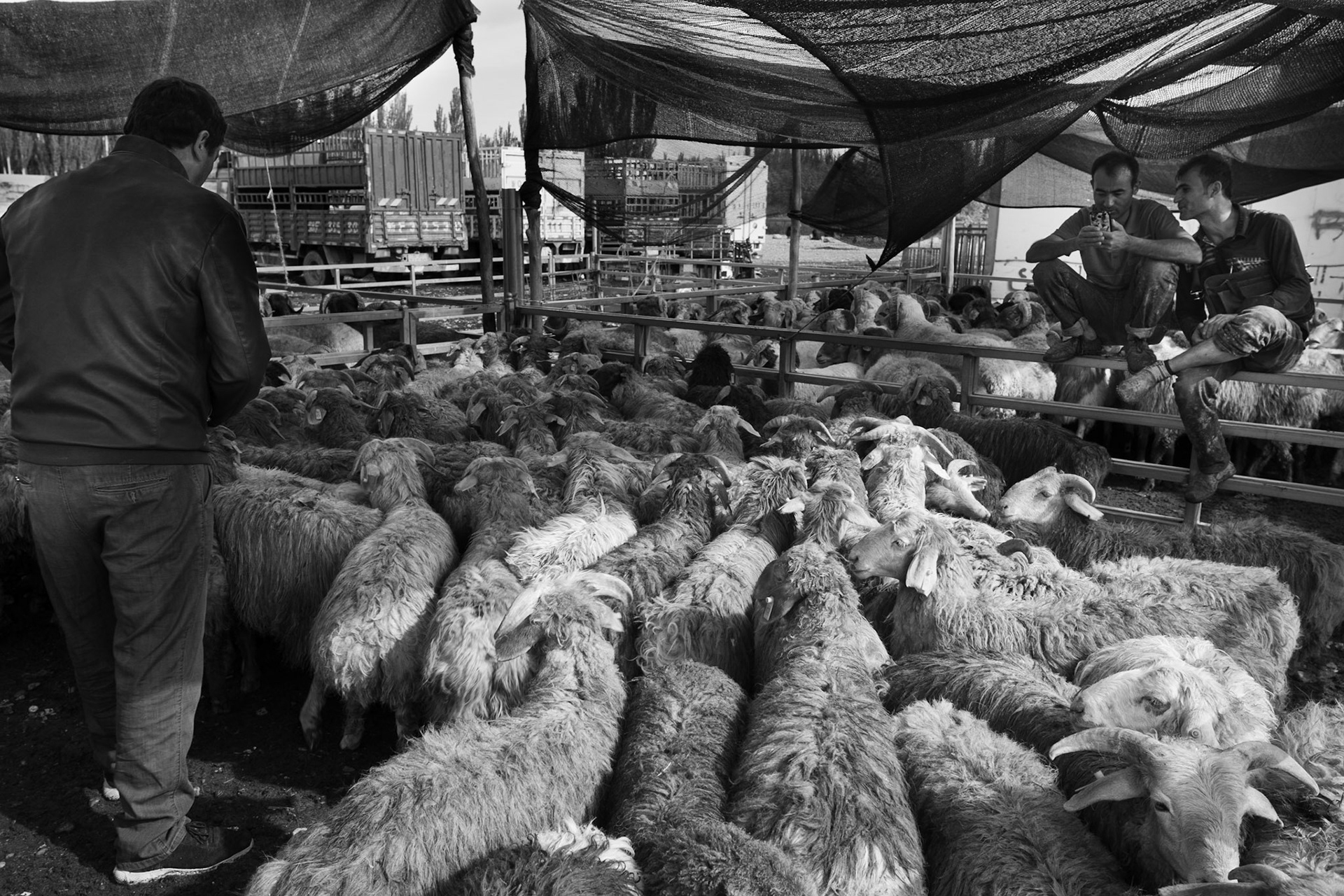 Counting Sheep, Sunday Livestock Market, Kashgar, China