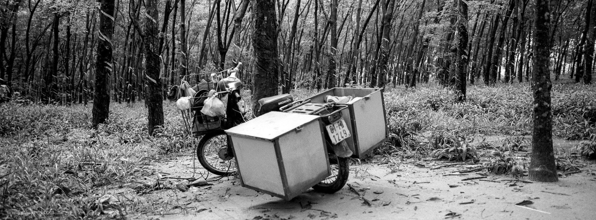 Rubber Plantation