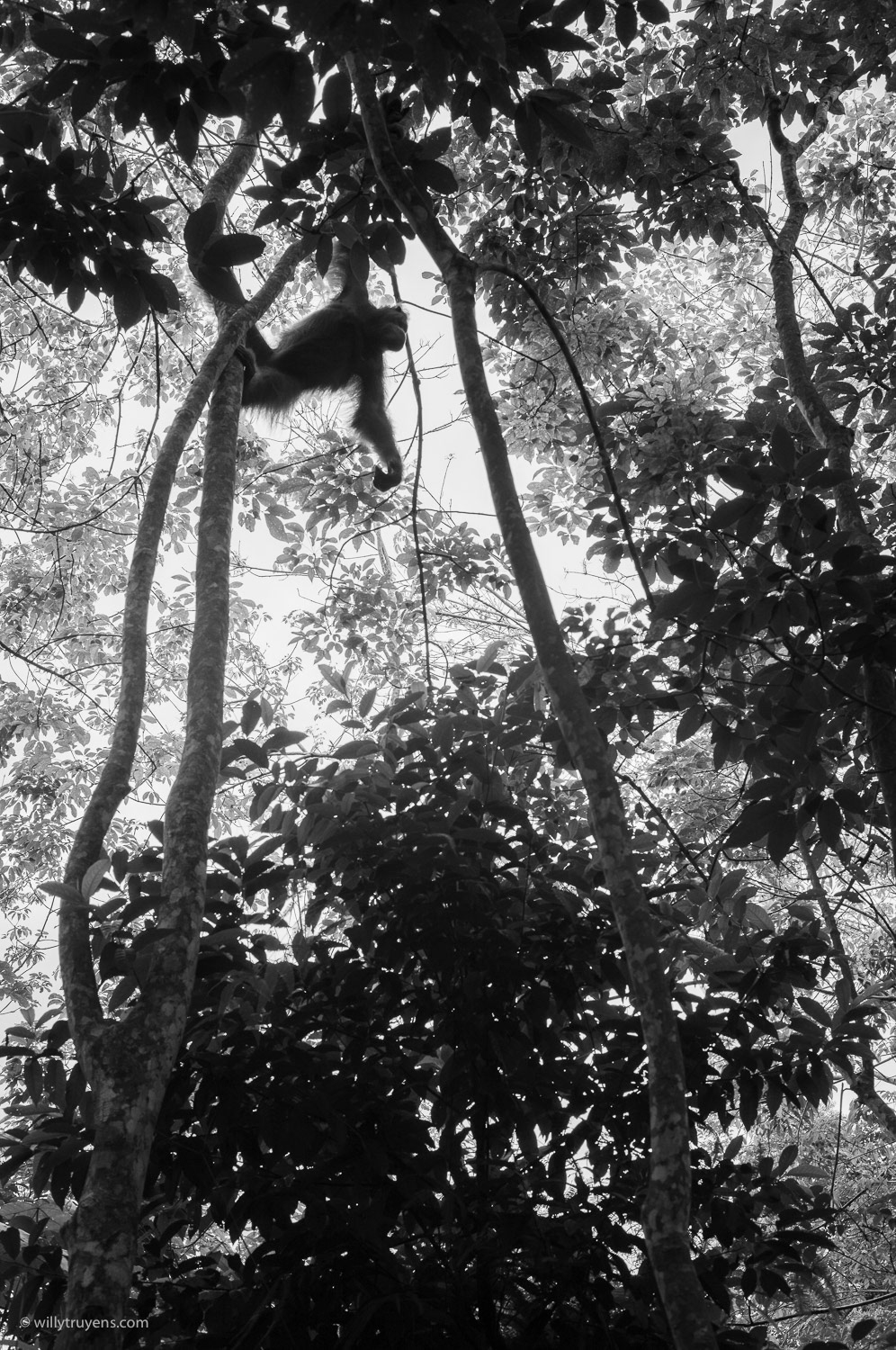 Orangutan, Bukit Lawang, Sumatra