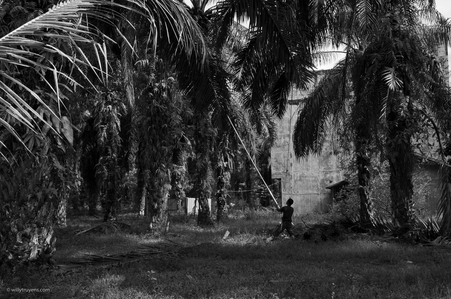 Palm oil plantation, Tangkahan, Sumatra