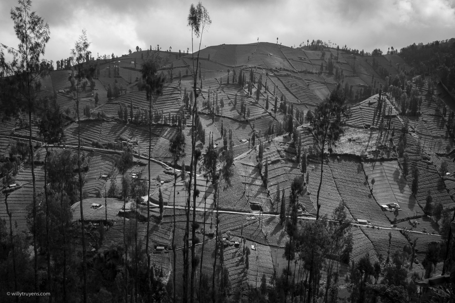 Terrace farming, Malang, Java
