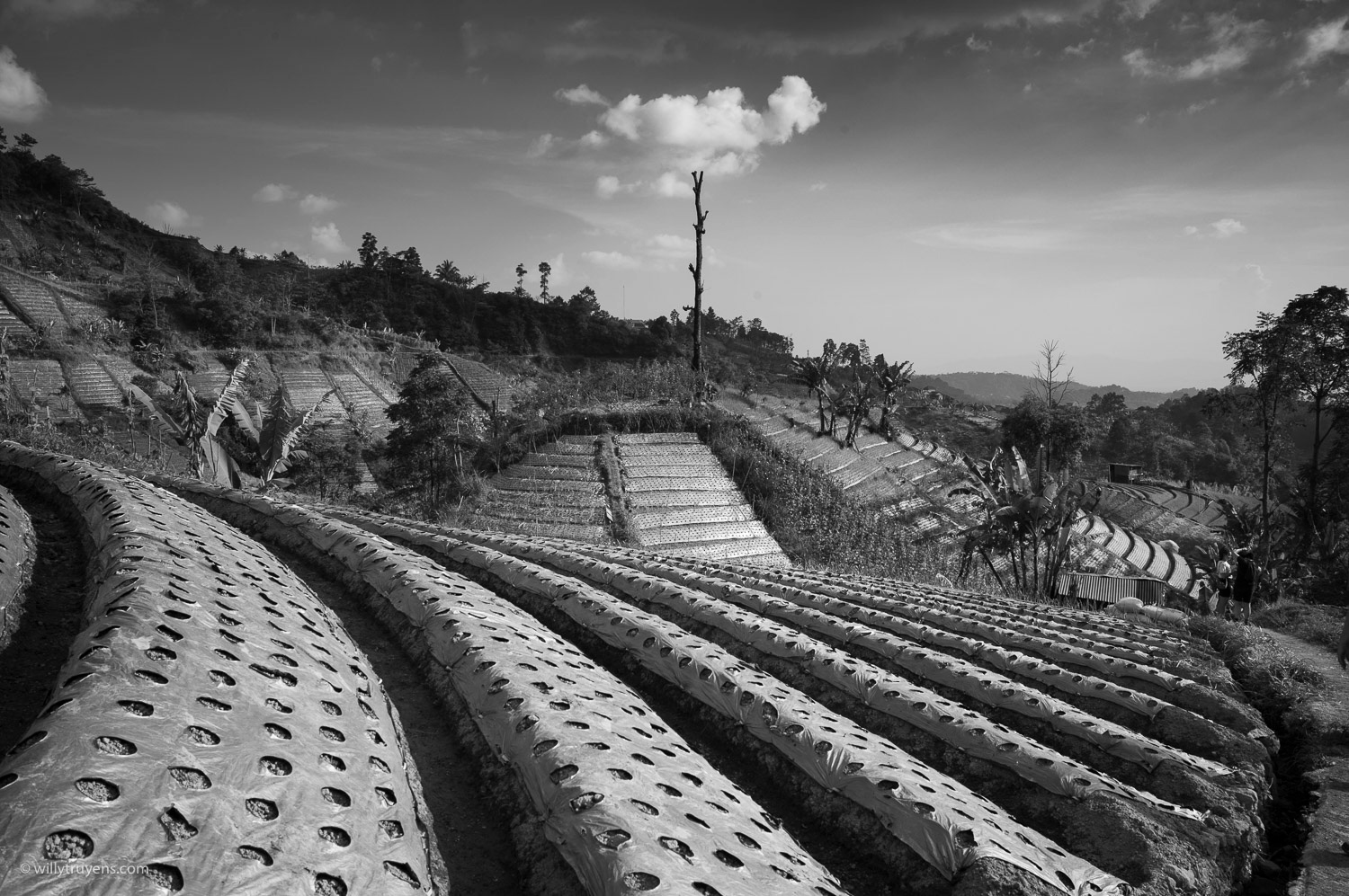 Terrace farming, Tawangmangu, Java