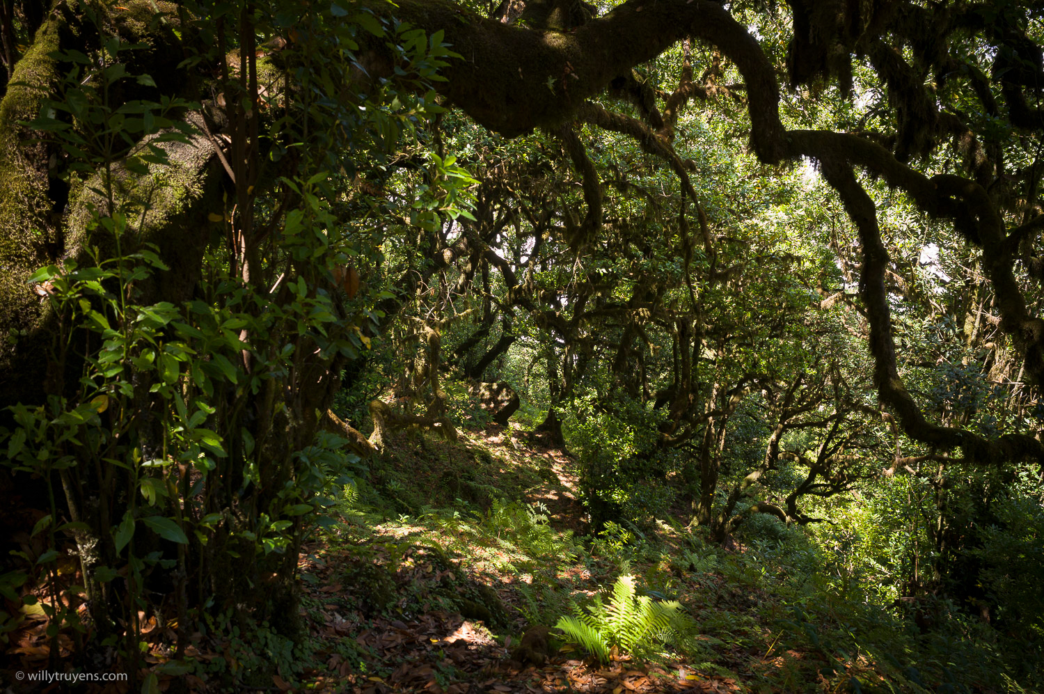 Fanal Forest