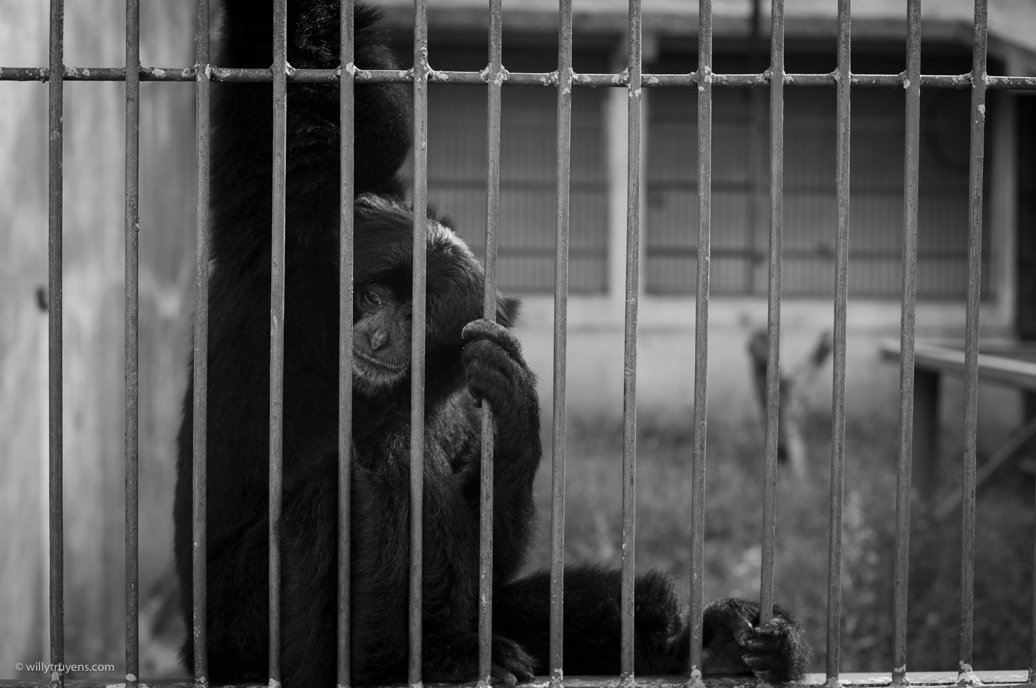 Chimpanzee in captivity, Jogjakarta, Java
