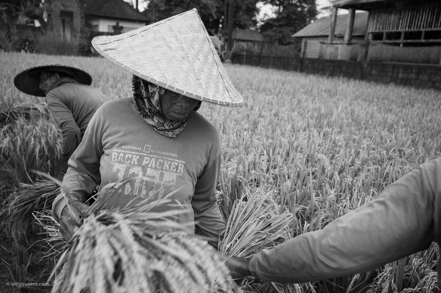 Rice Harvest, Ubud, Bali
