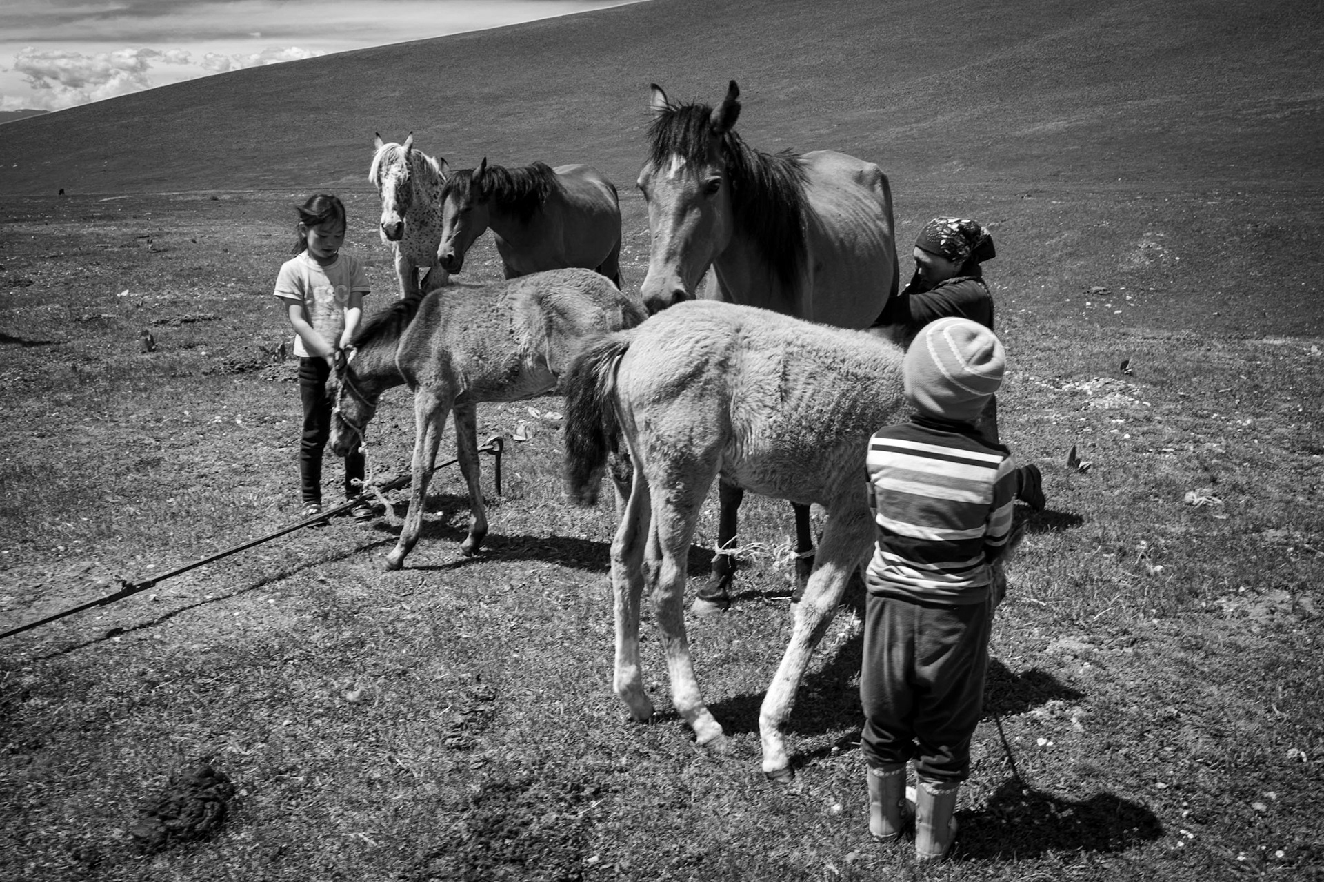 Milking the Horses, Song Kol Valley, Kyrgyzstan