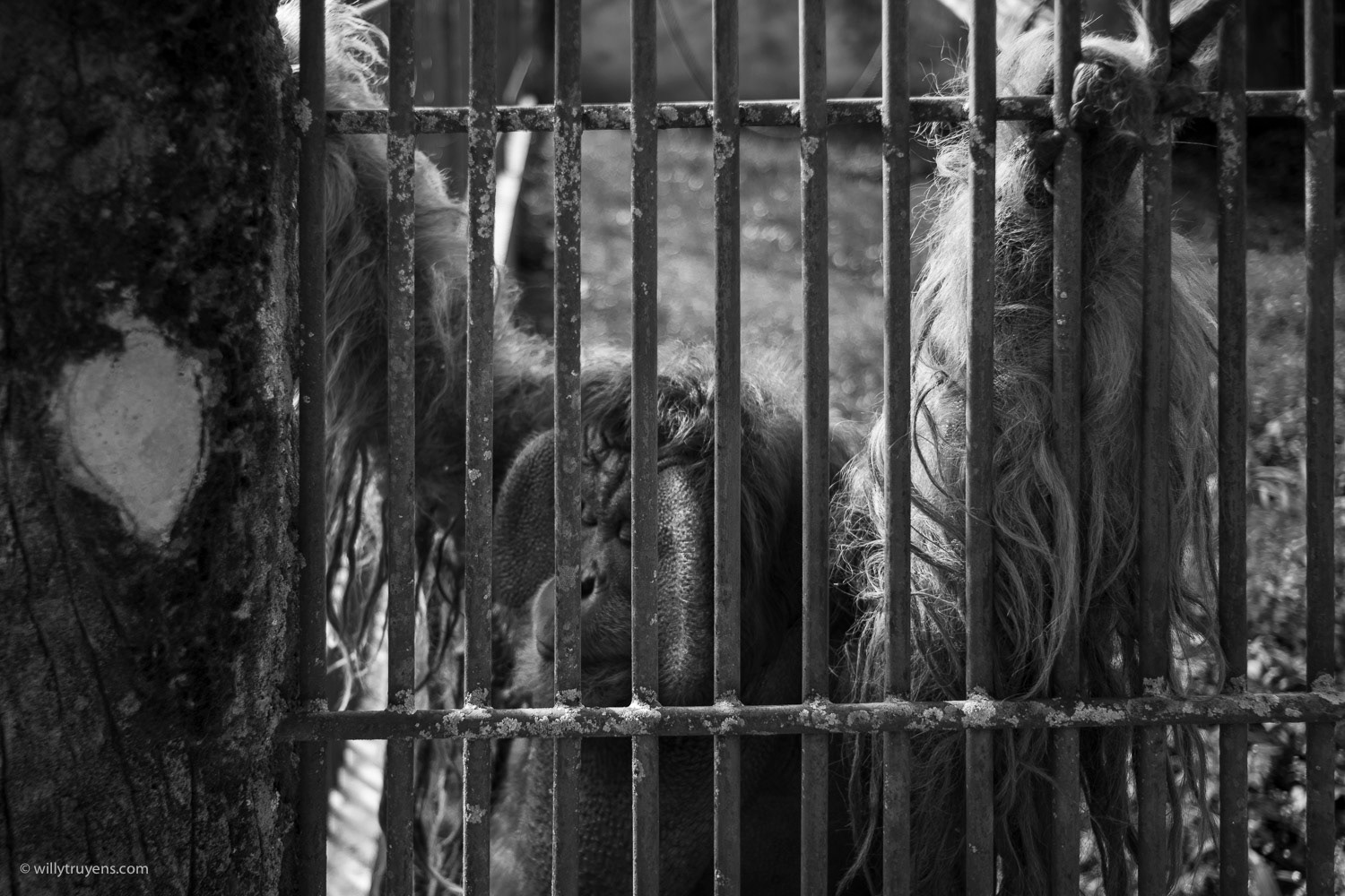 Orangutan in captivity, Jogjakarta, Java