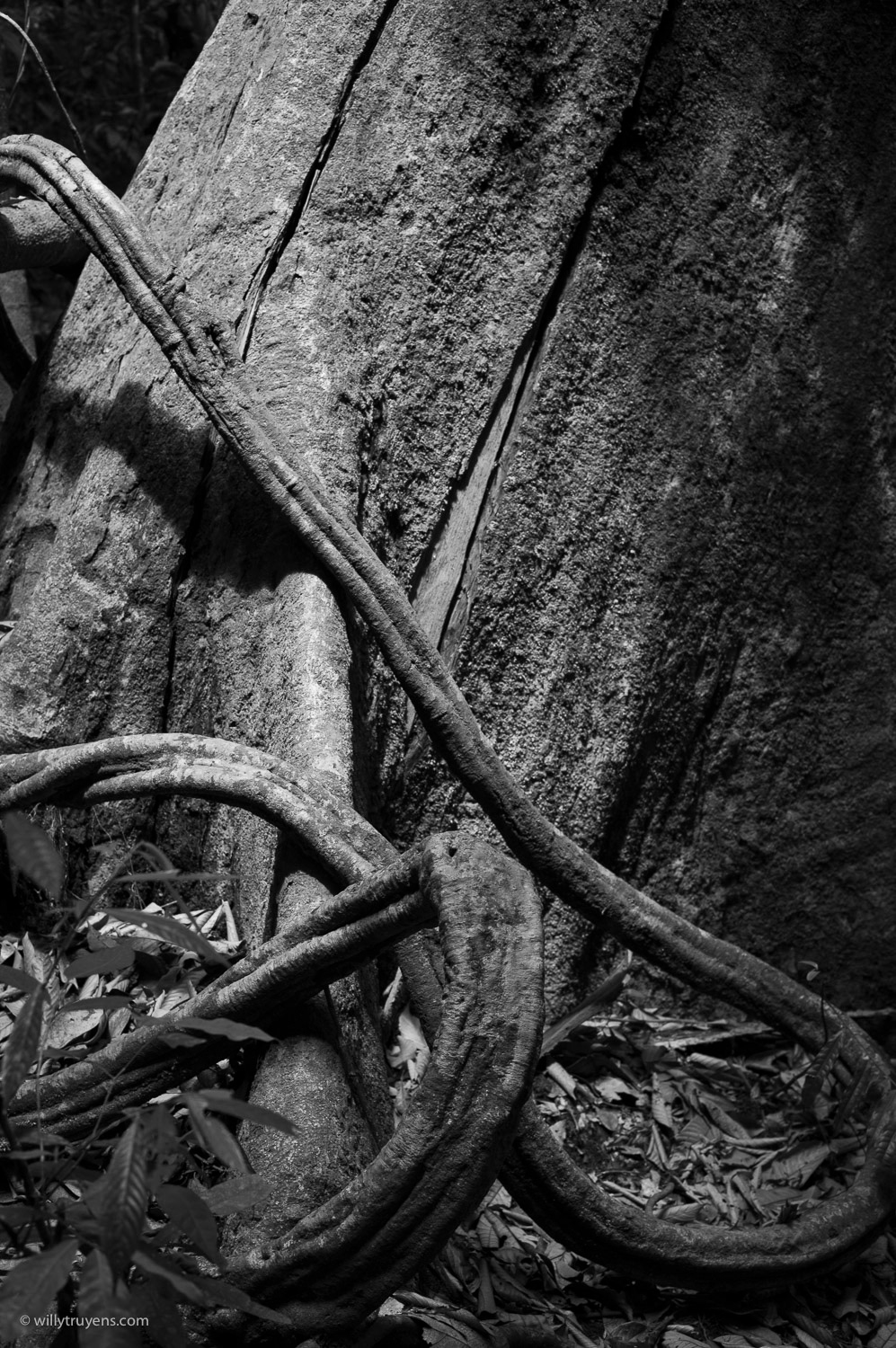 Lianas, Bukit Lawang, Sumatra