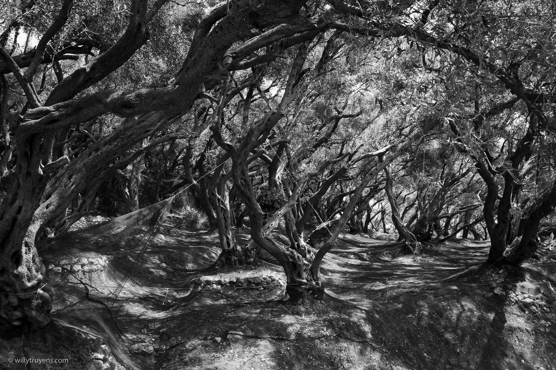 The Olive Grove, Parga