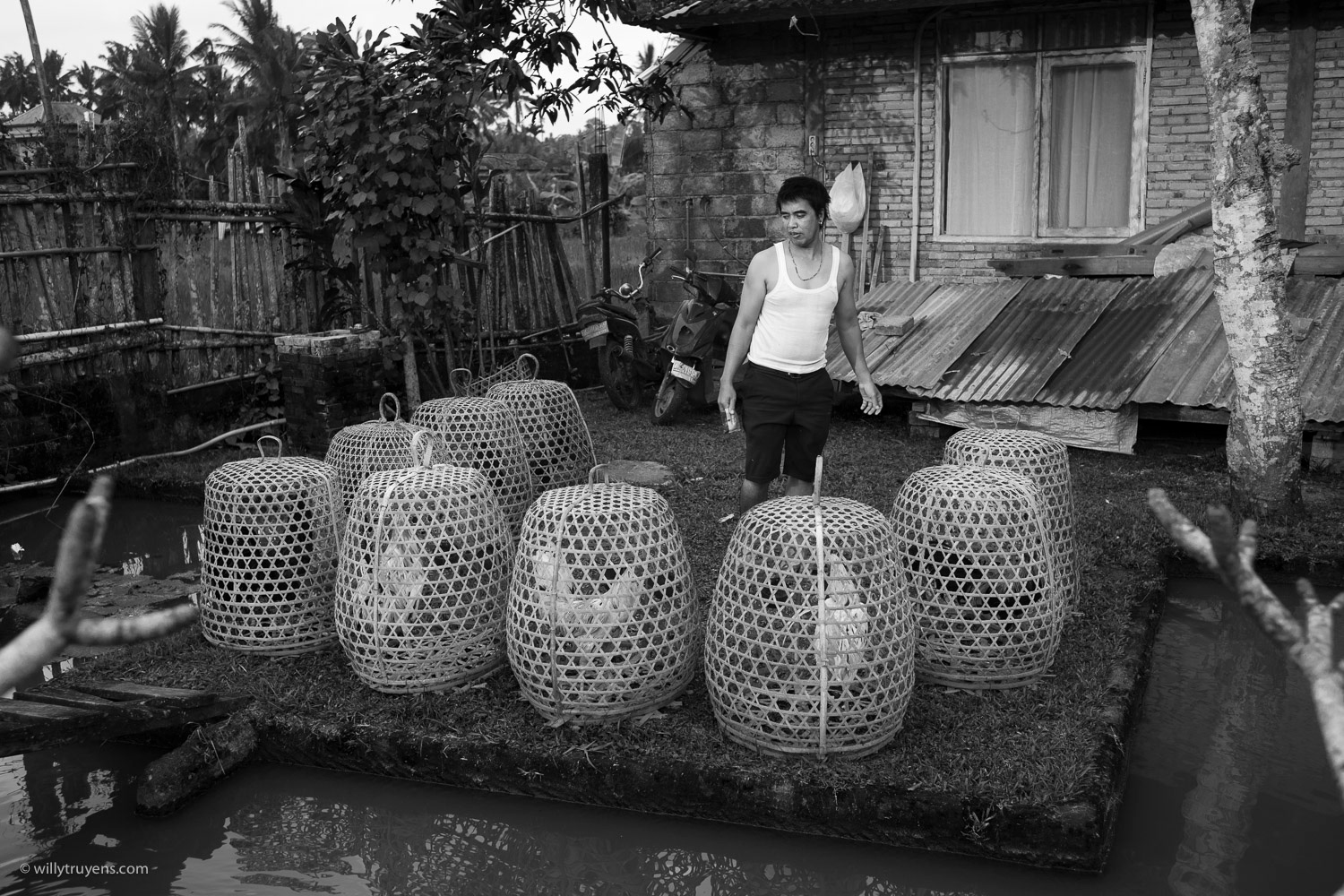 Fighting Cocks, Ubud, Bali