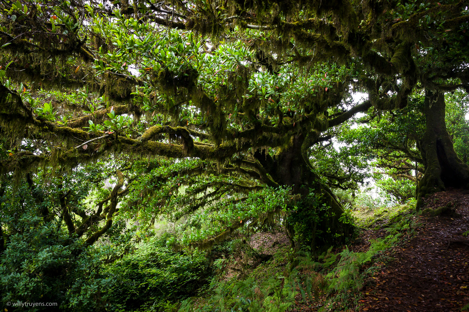 Fanal Forest