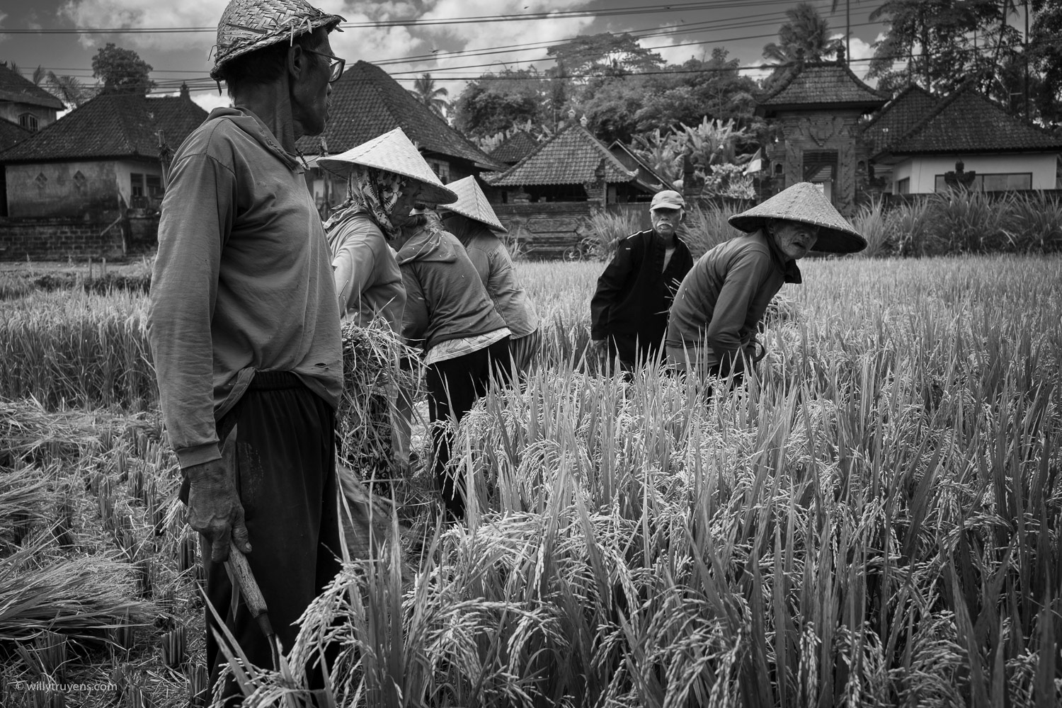 Rice Harvest, Ubud, Bali