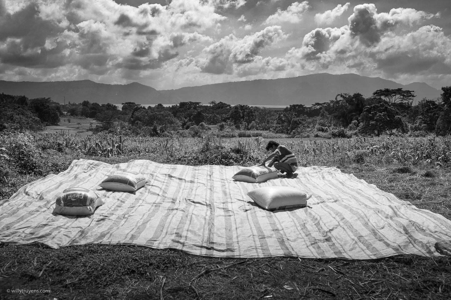 Rice harvest, Samosir eiland, Sumatra