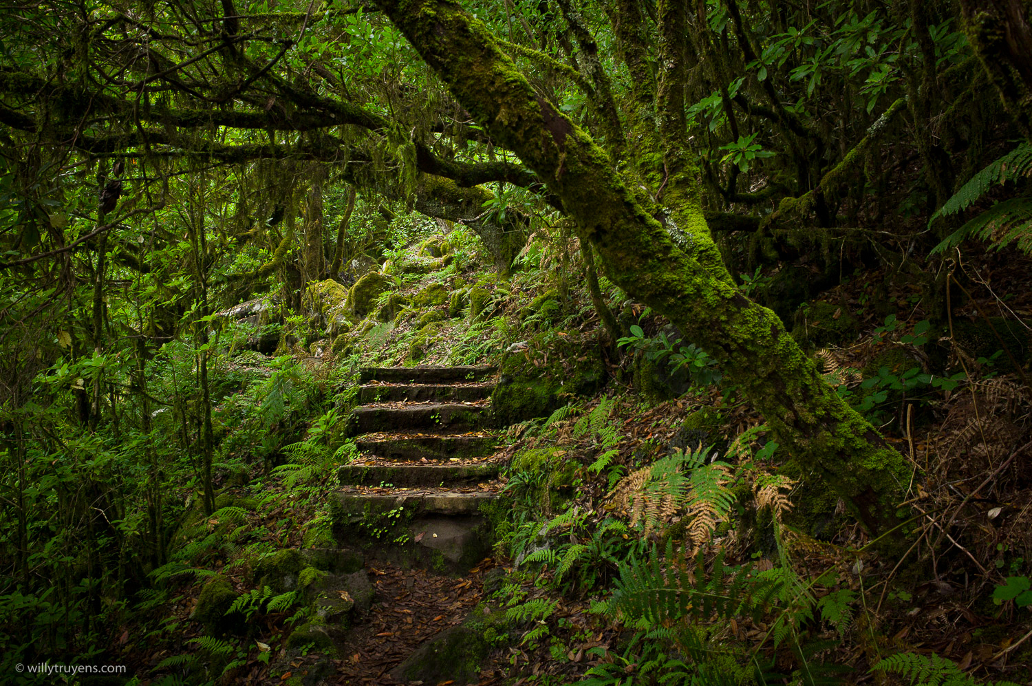 Fanal Forest