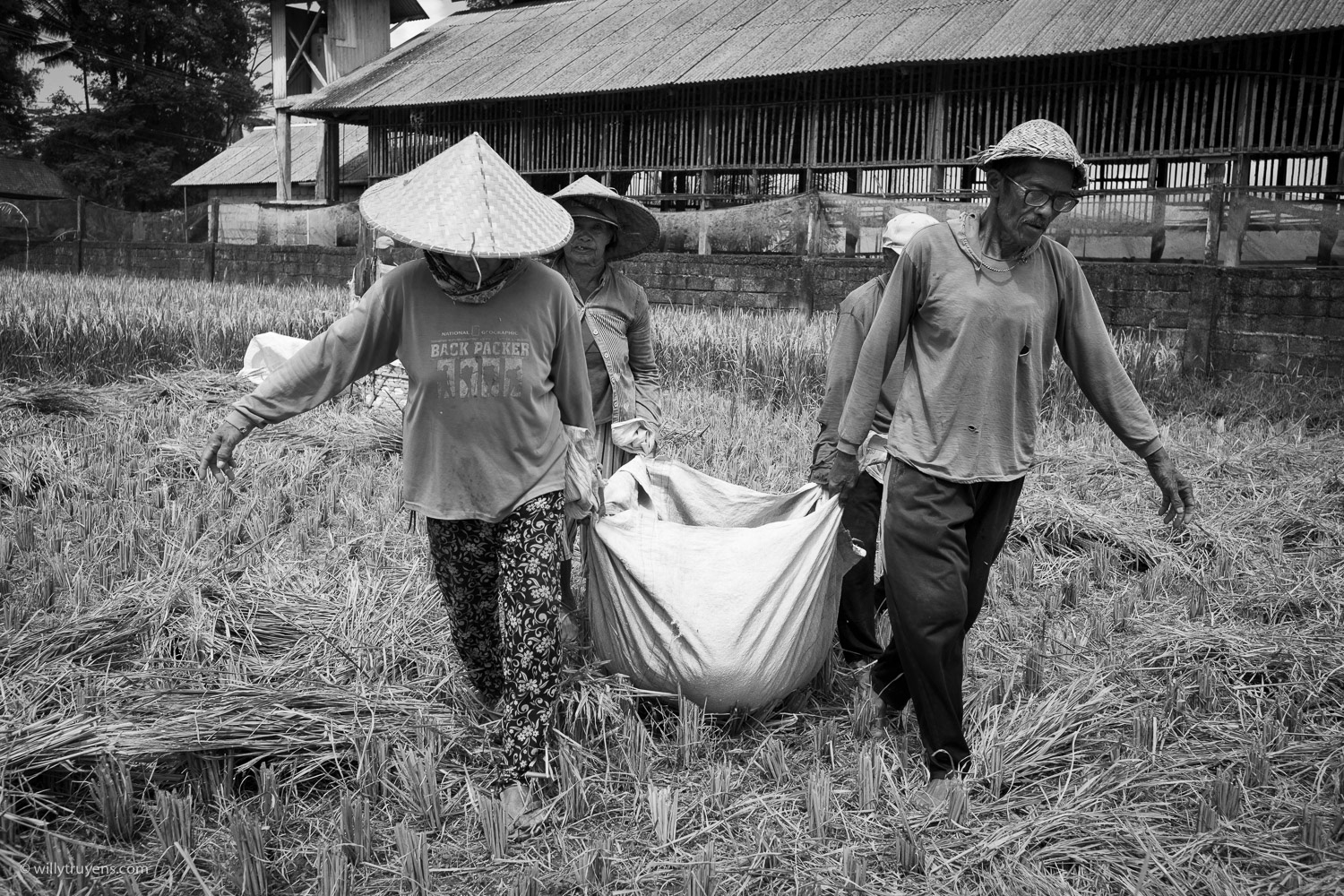 Rice Harvest, Ubud, Bali
